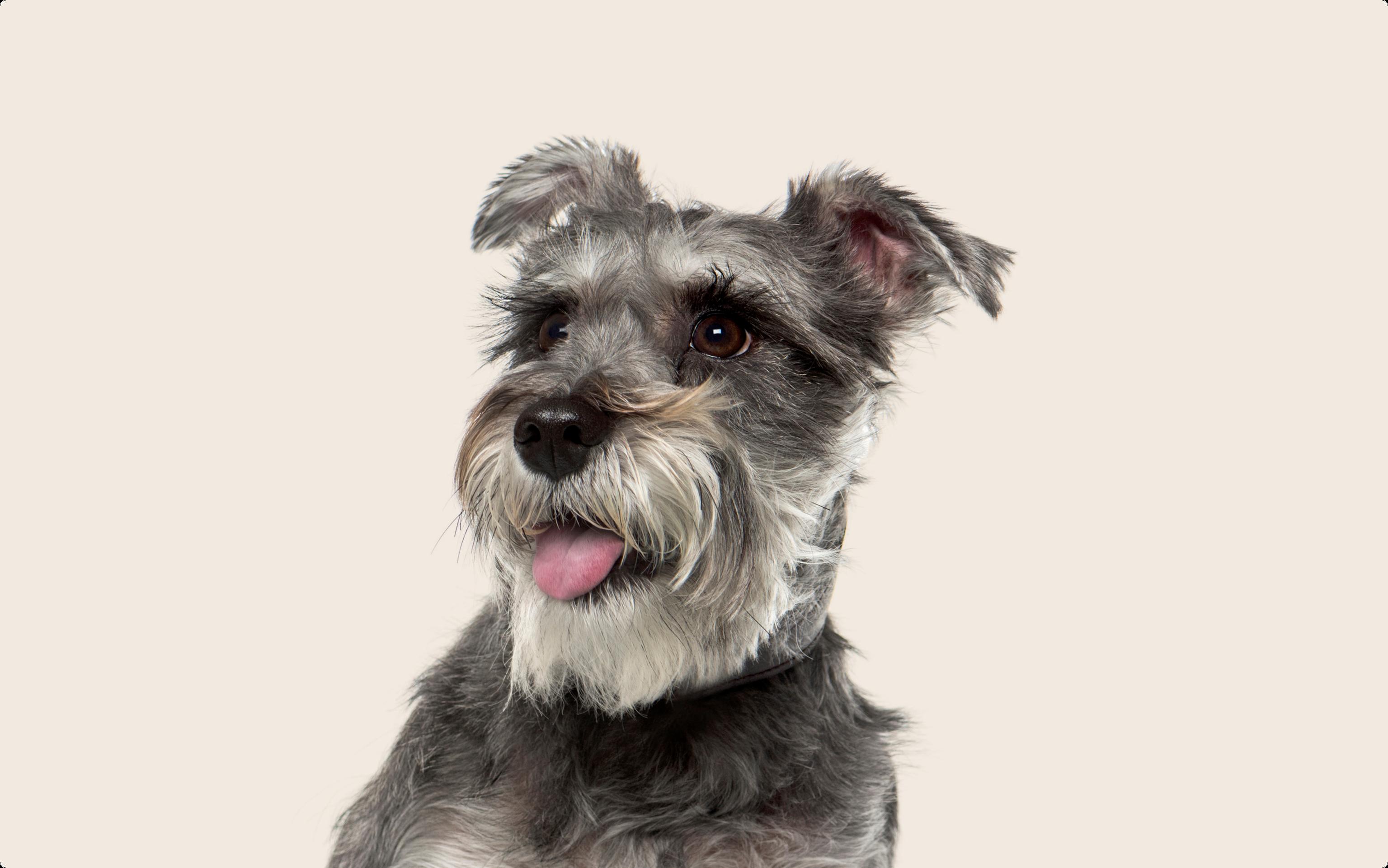 Mini Schnauzer with mouth open and tongue out looking off to the side