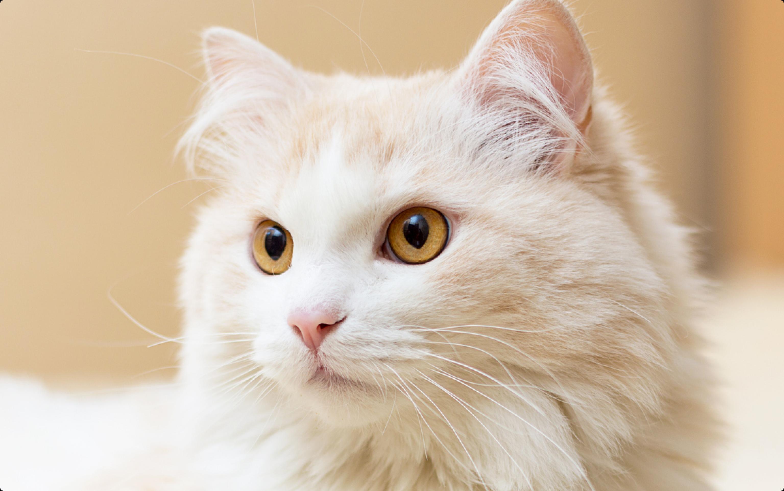 Close up of a fluffy white Turkish Angora cat, with brown eyes