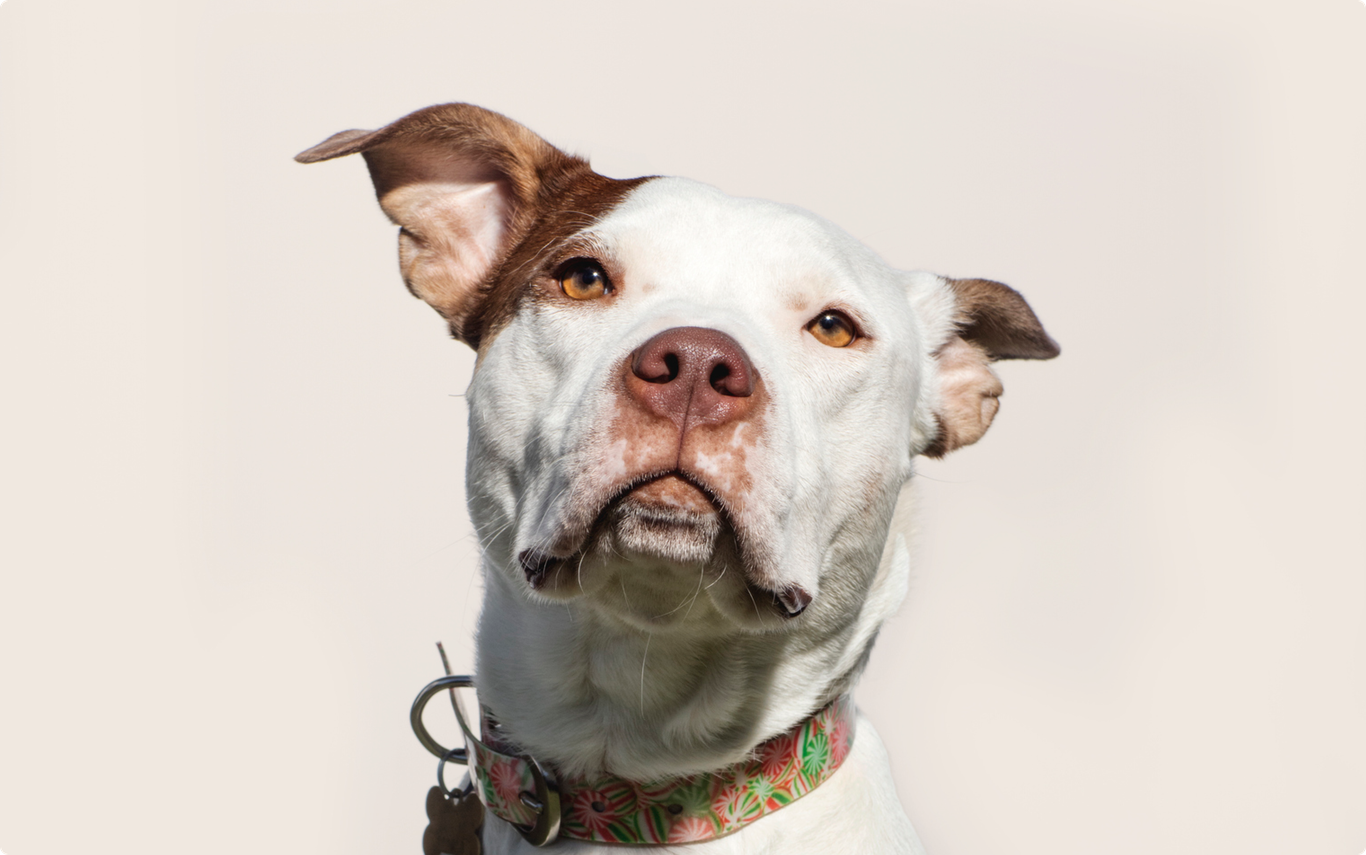 American Pit Bull Terrier insurance ManyPets