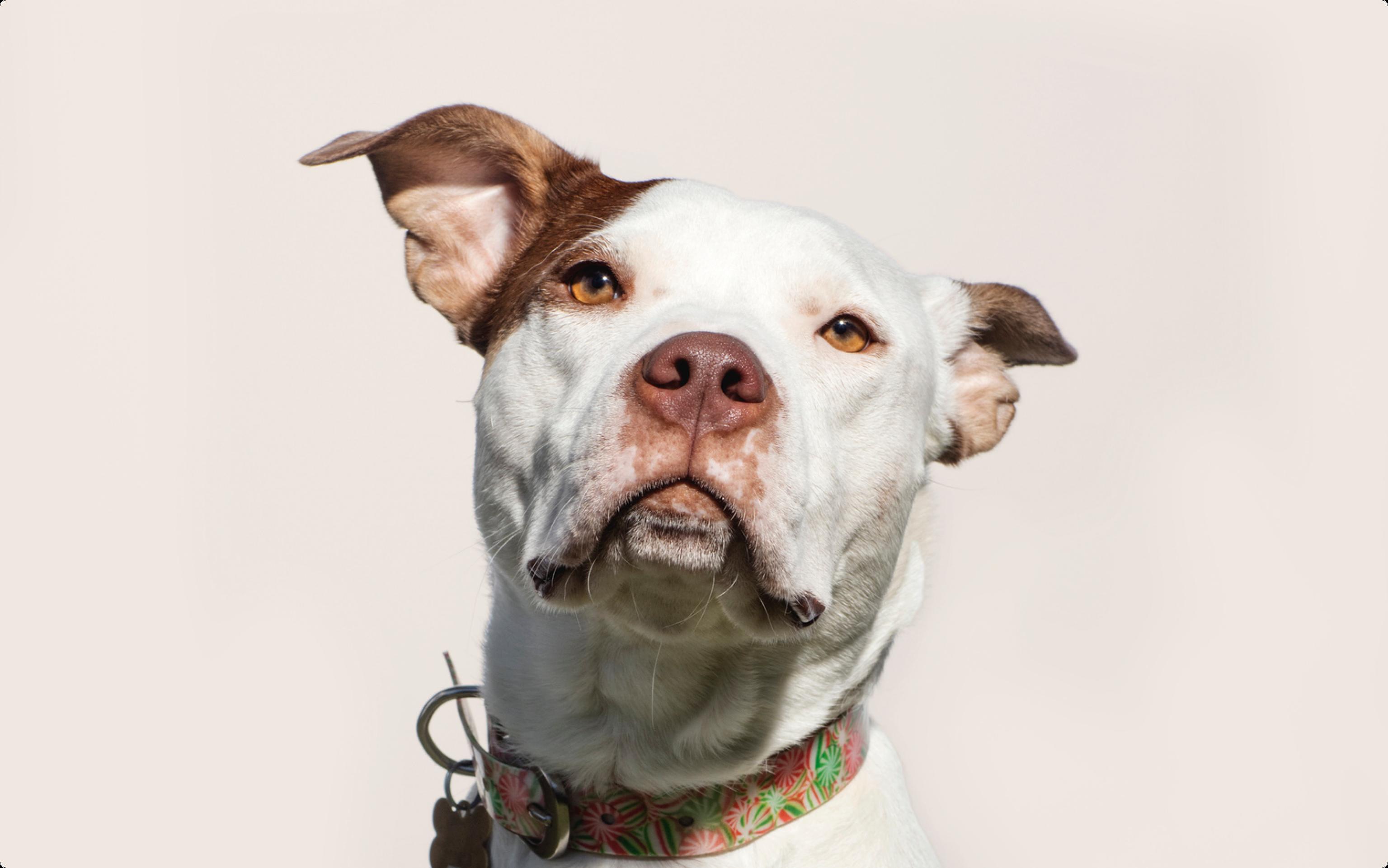 Pit bull