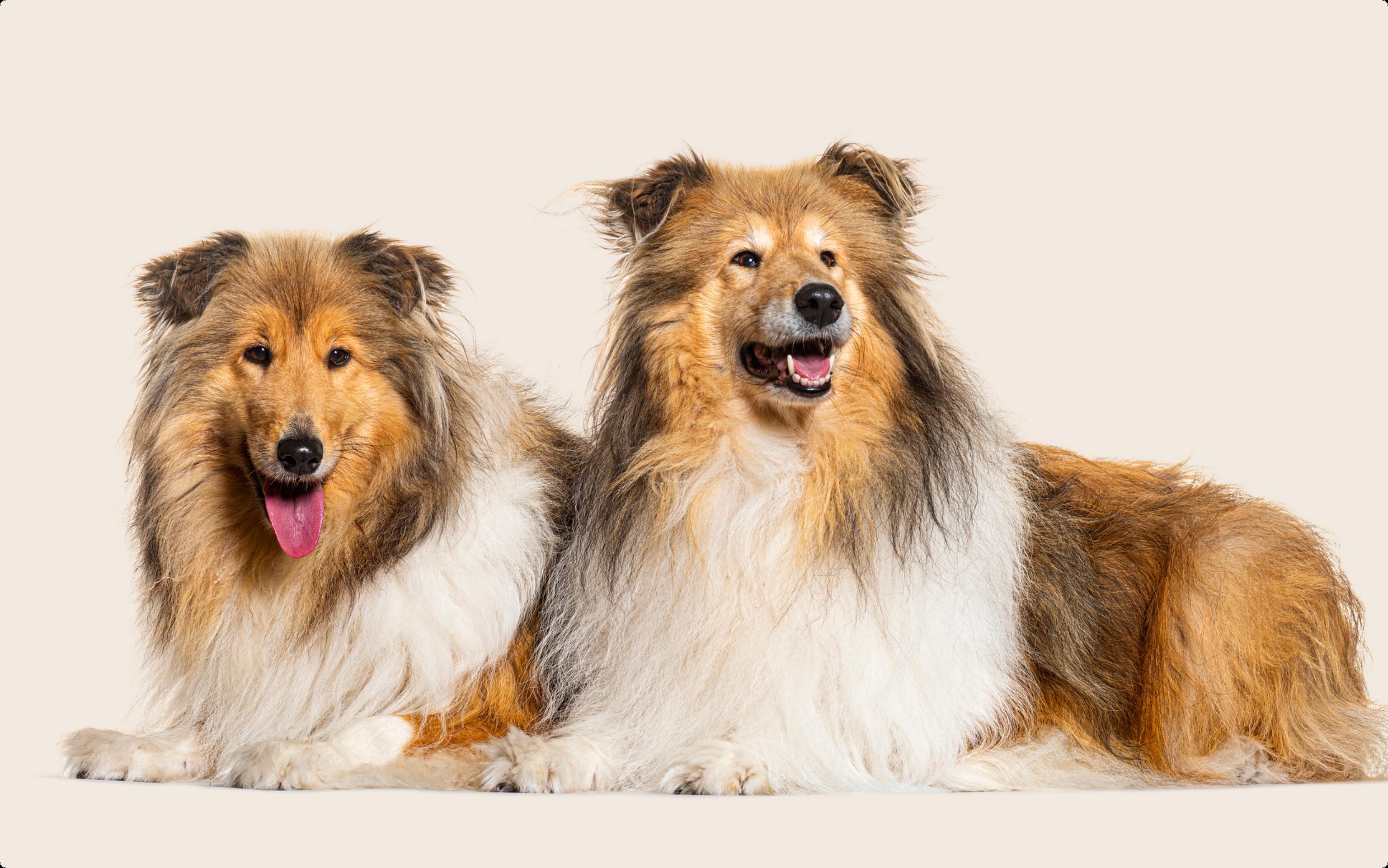 Two adult Rough Collies laying next to each other, on a beige background.