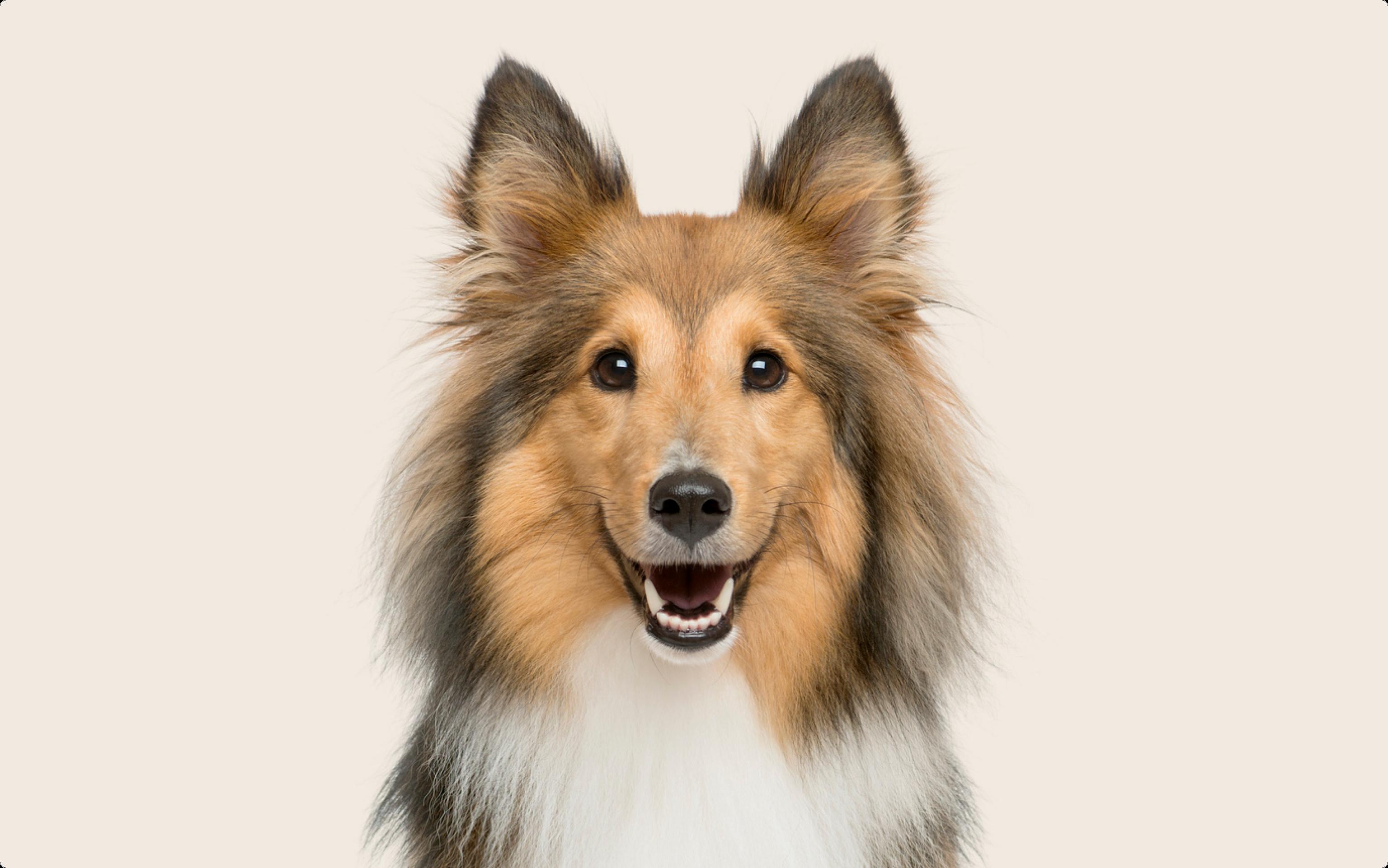 Sheltie