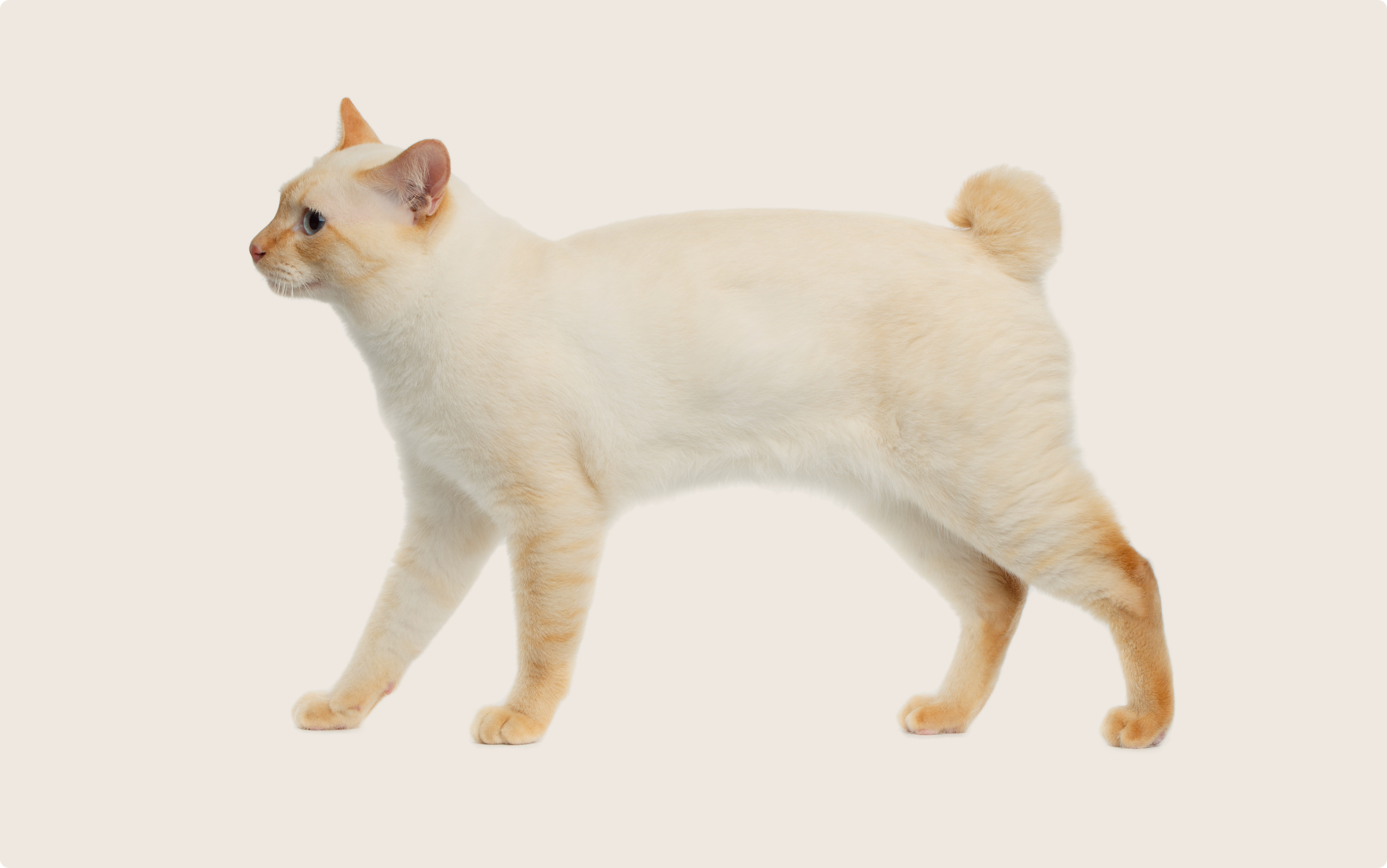 The sideview of a Japanese bobtail cat on beige background