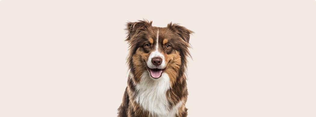 Australian Shepherd dog breed information & cost