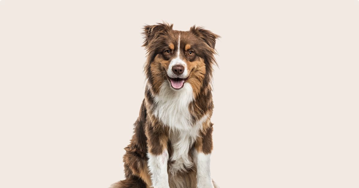 Dog Breed Guide: The Australian Shepherd