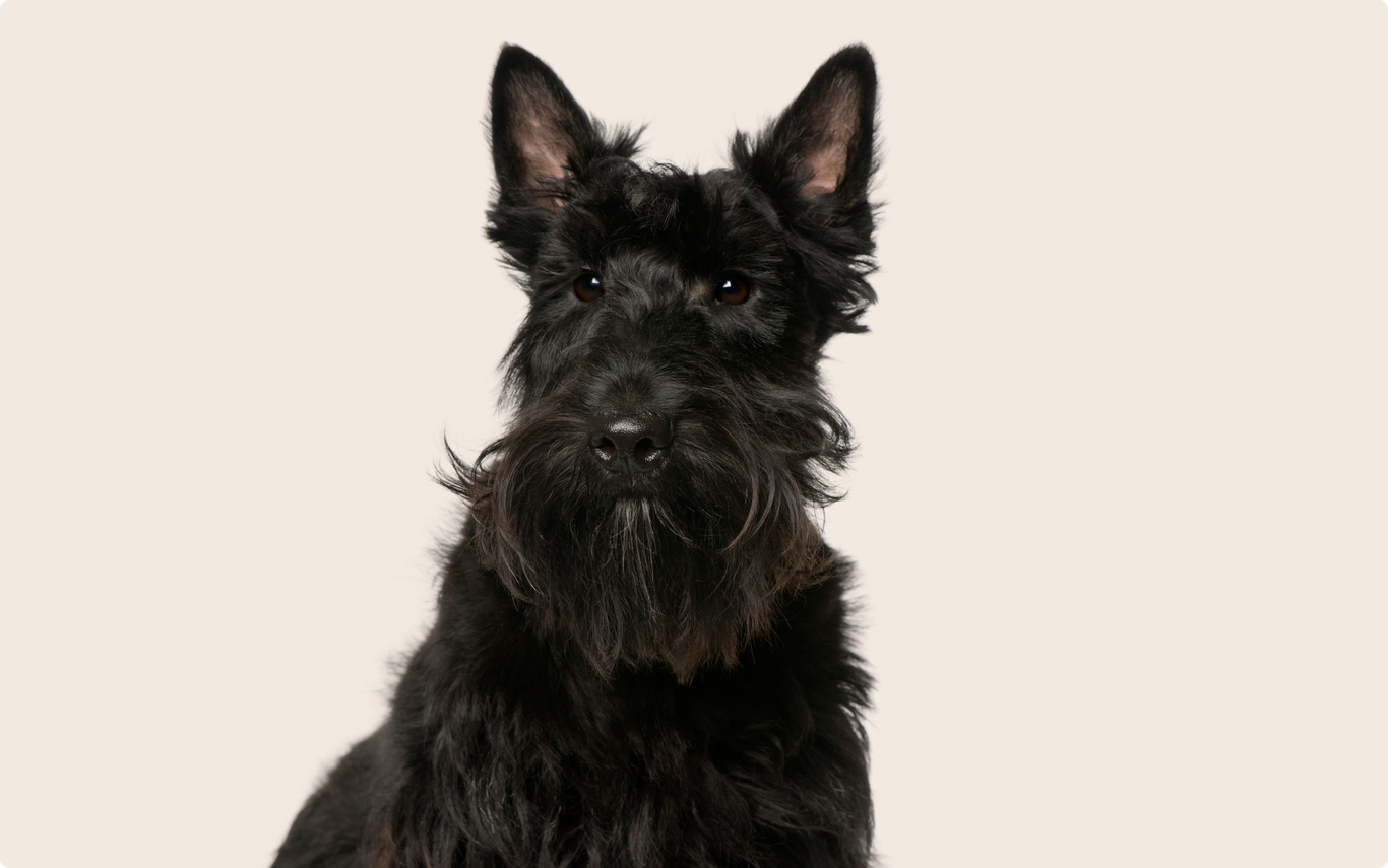 Scottish Terrier Dog Insurance Get a Quote ManyPets