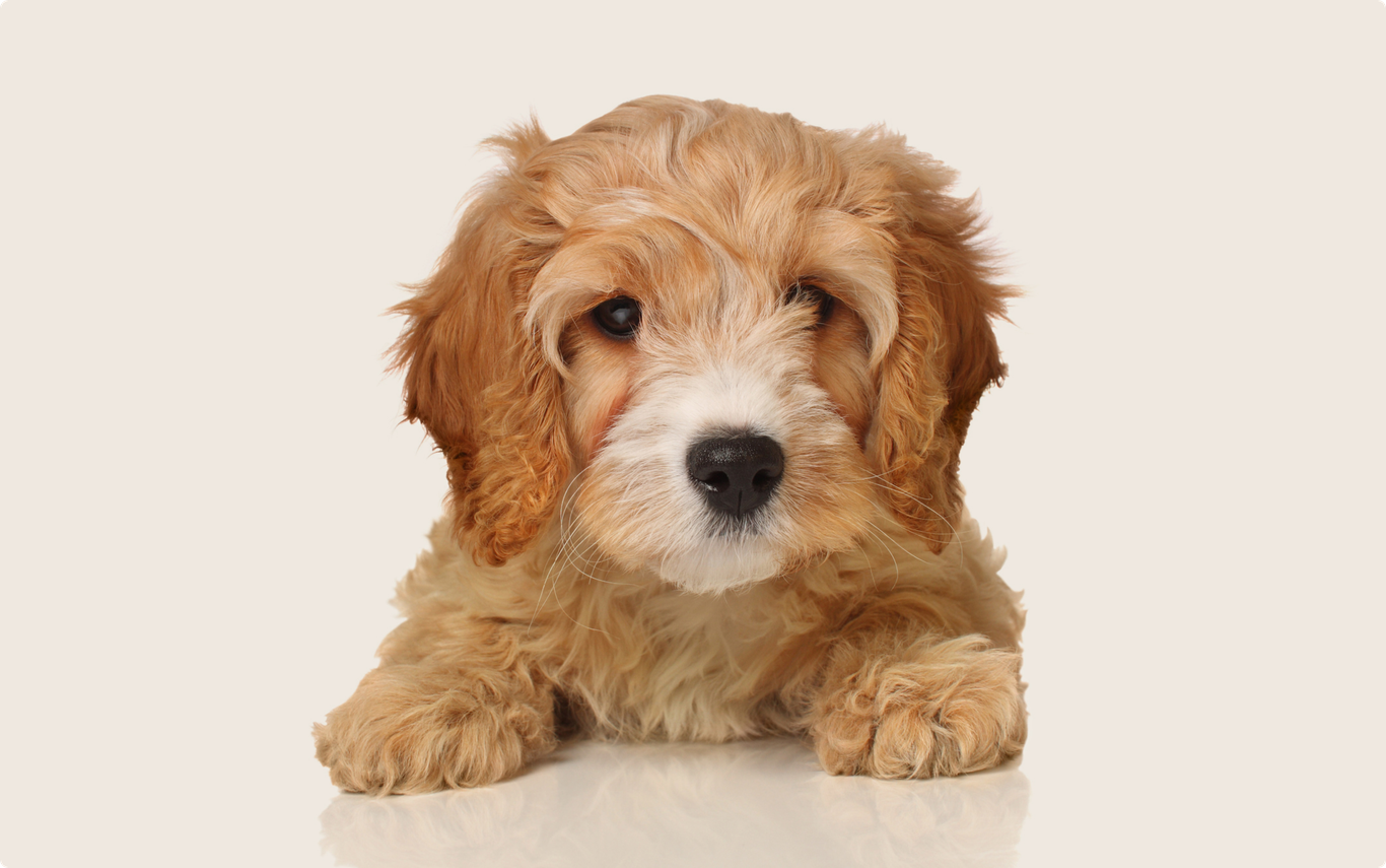 Cavapoo Insurance Get a quote ManyPets