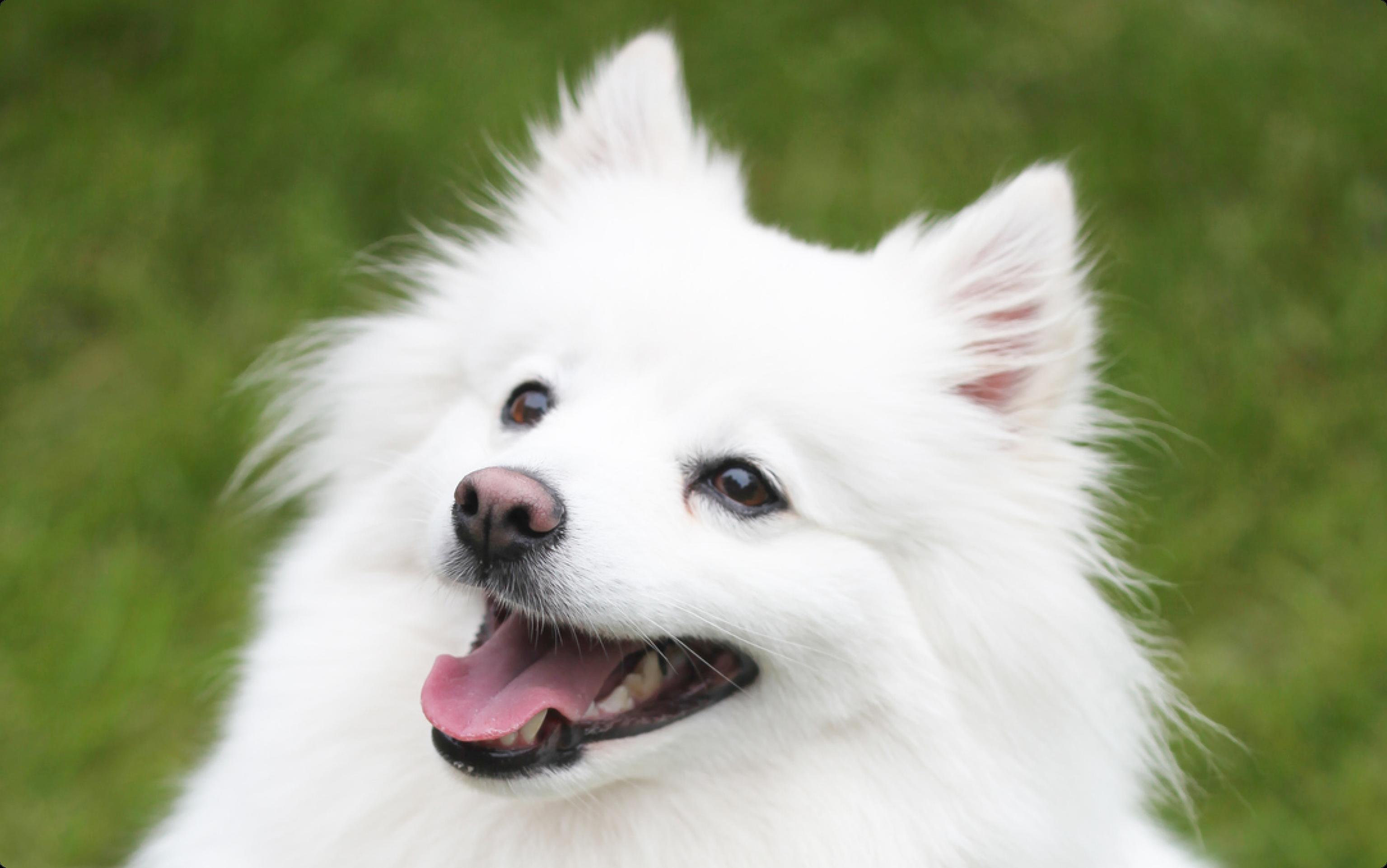 A close up of a fluffy white American Eskimo dog with his tongue out with green grass in the background