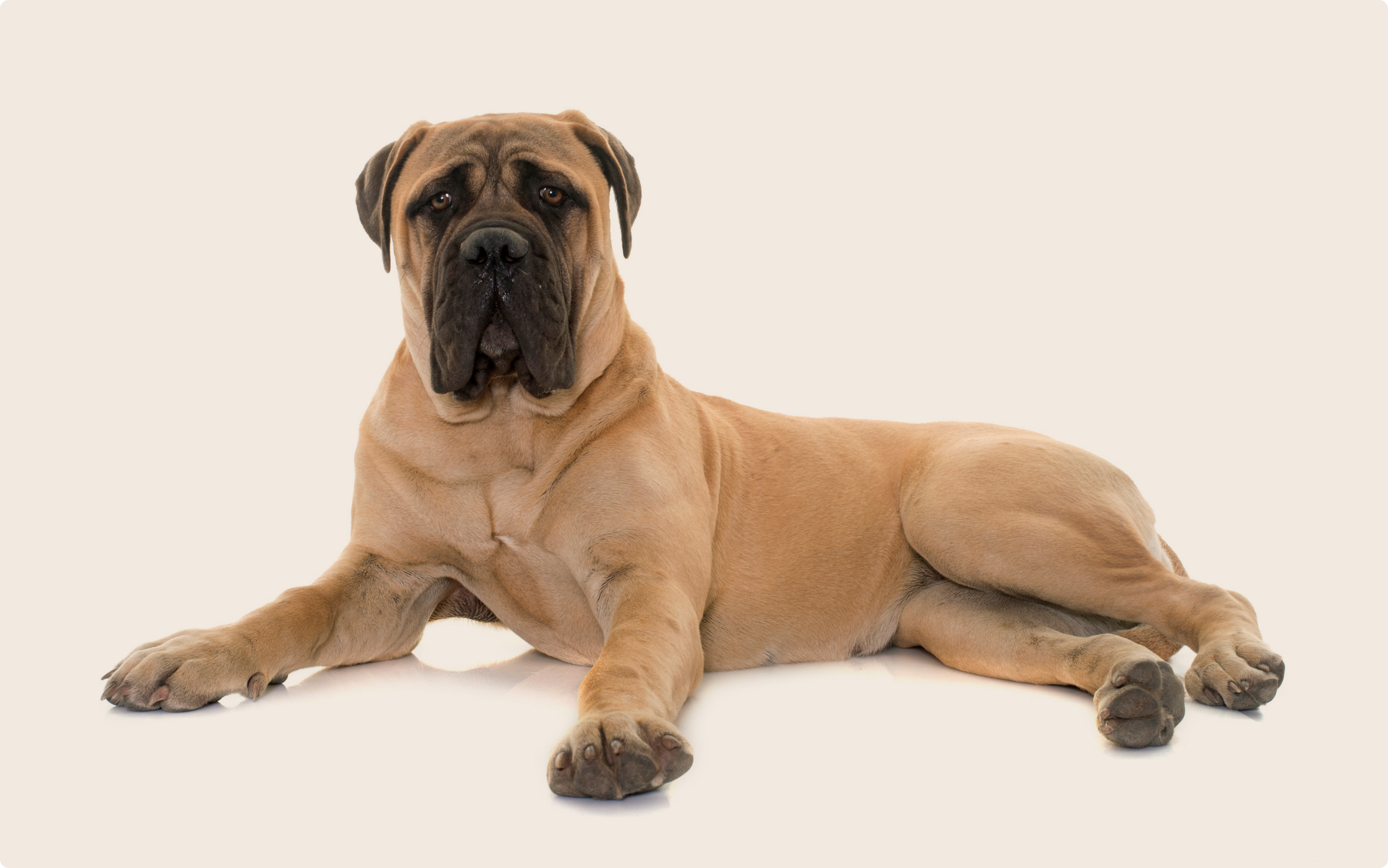 Mastiff dog insurance ManyPets