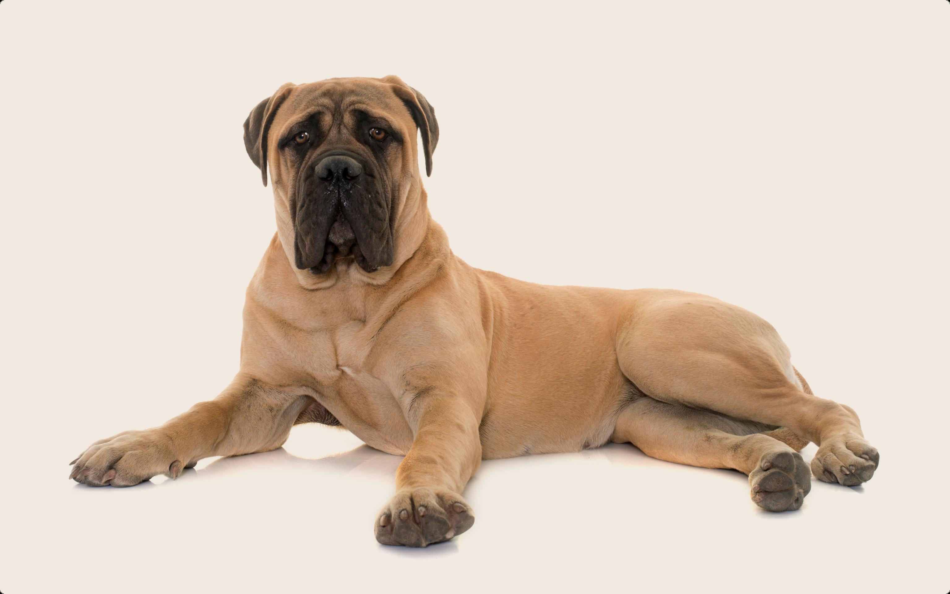 Mastiff