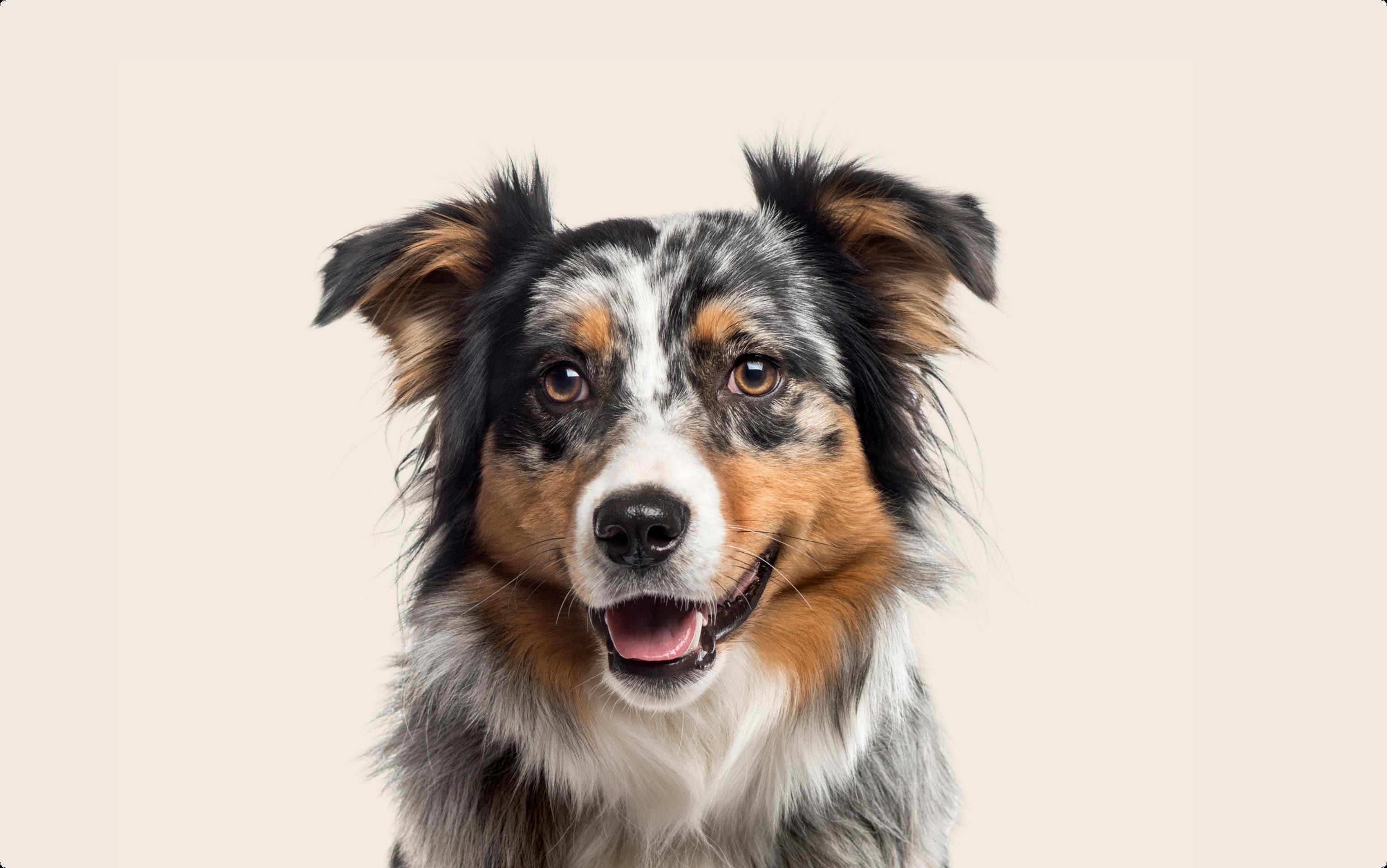 Australian Shepard