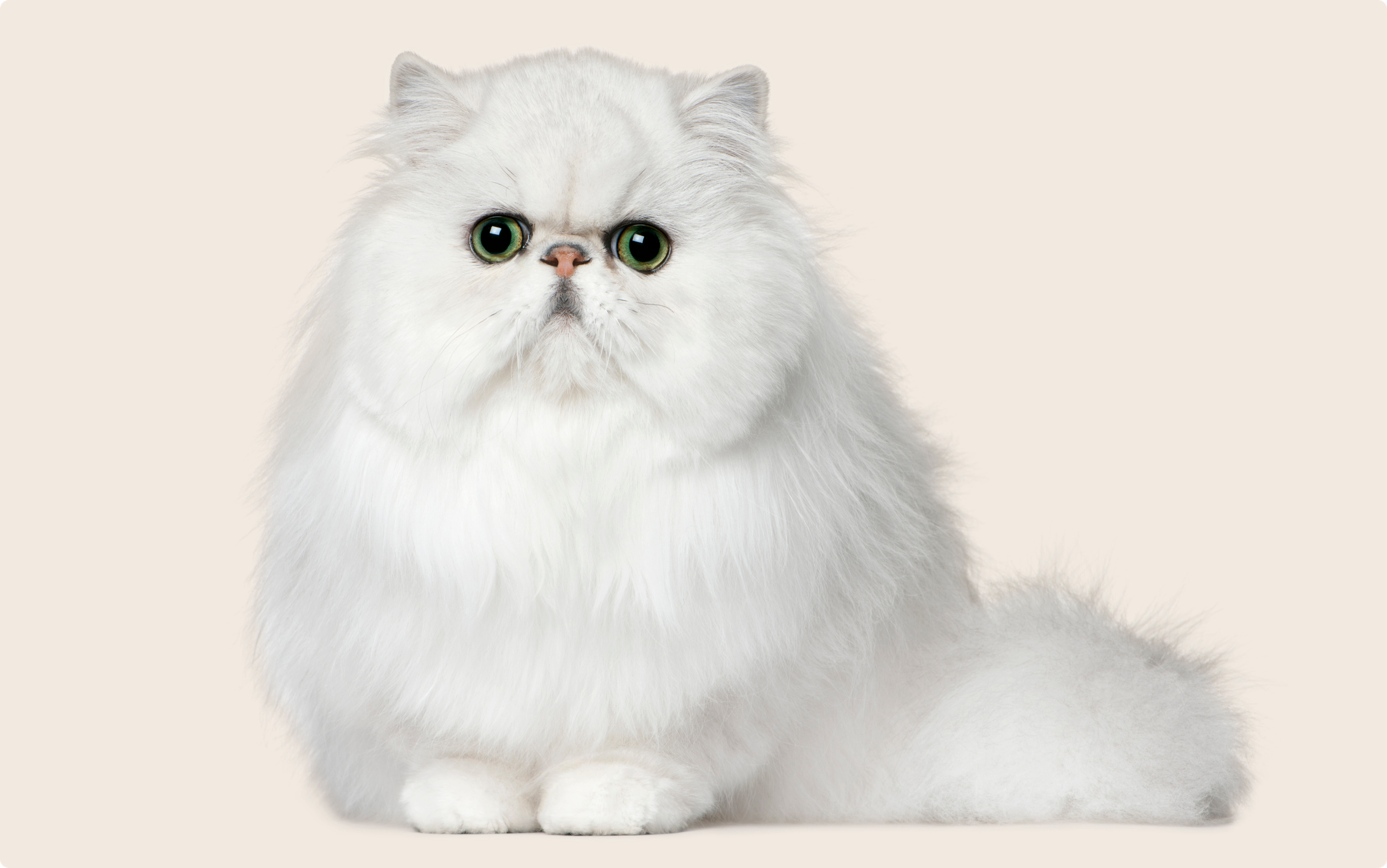 Persian