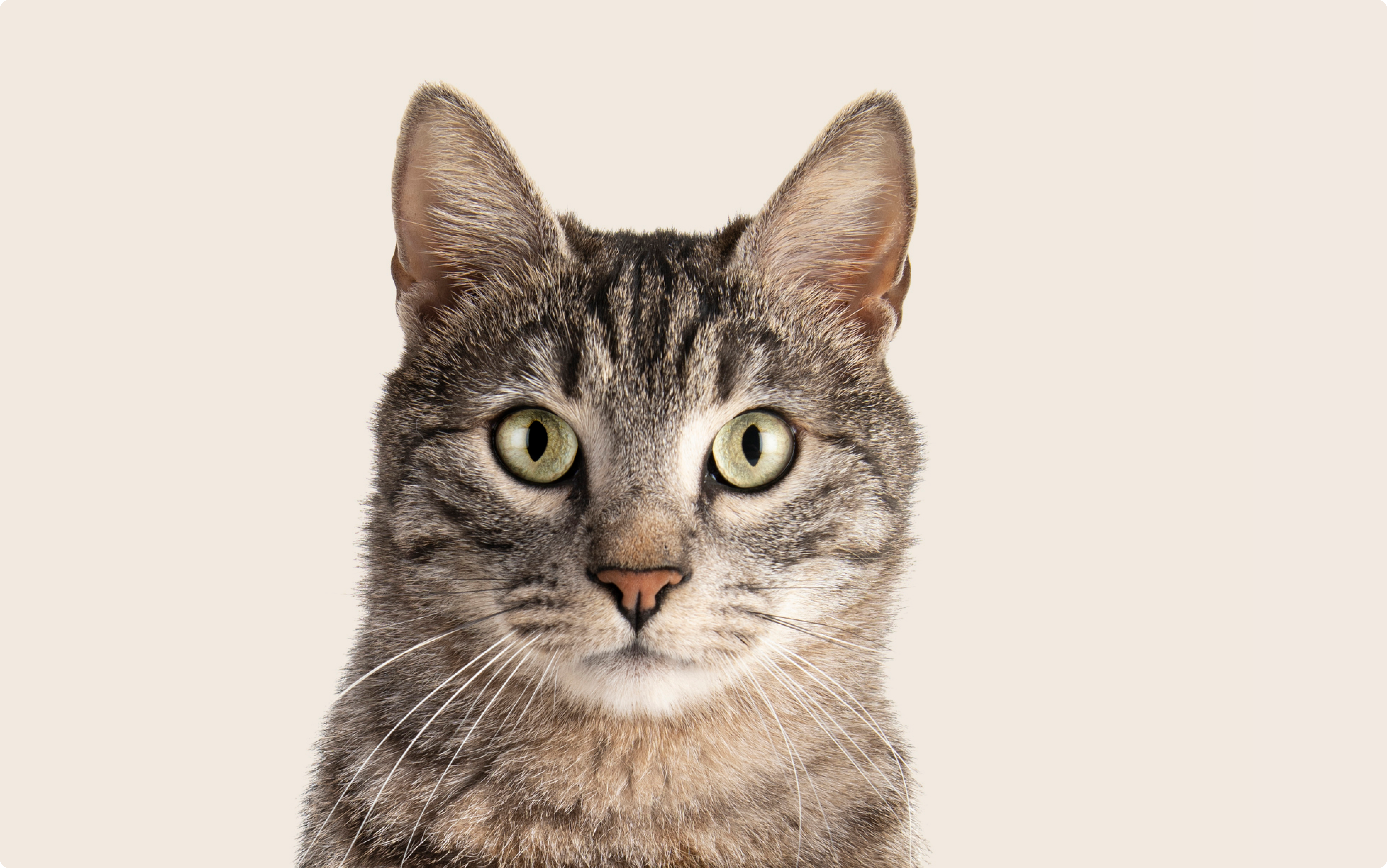 【SOFT THUMBNAIL】 Mumu, Domestic Shorthair Soft thumbnail Mumu, Domestic Shorthair