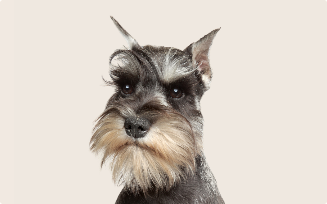 Common health problems with Miniature Schnauzers ManyPets