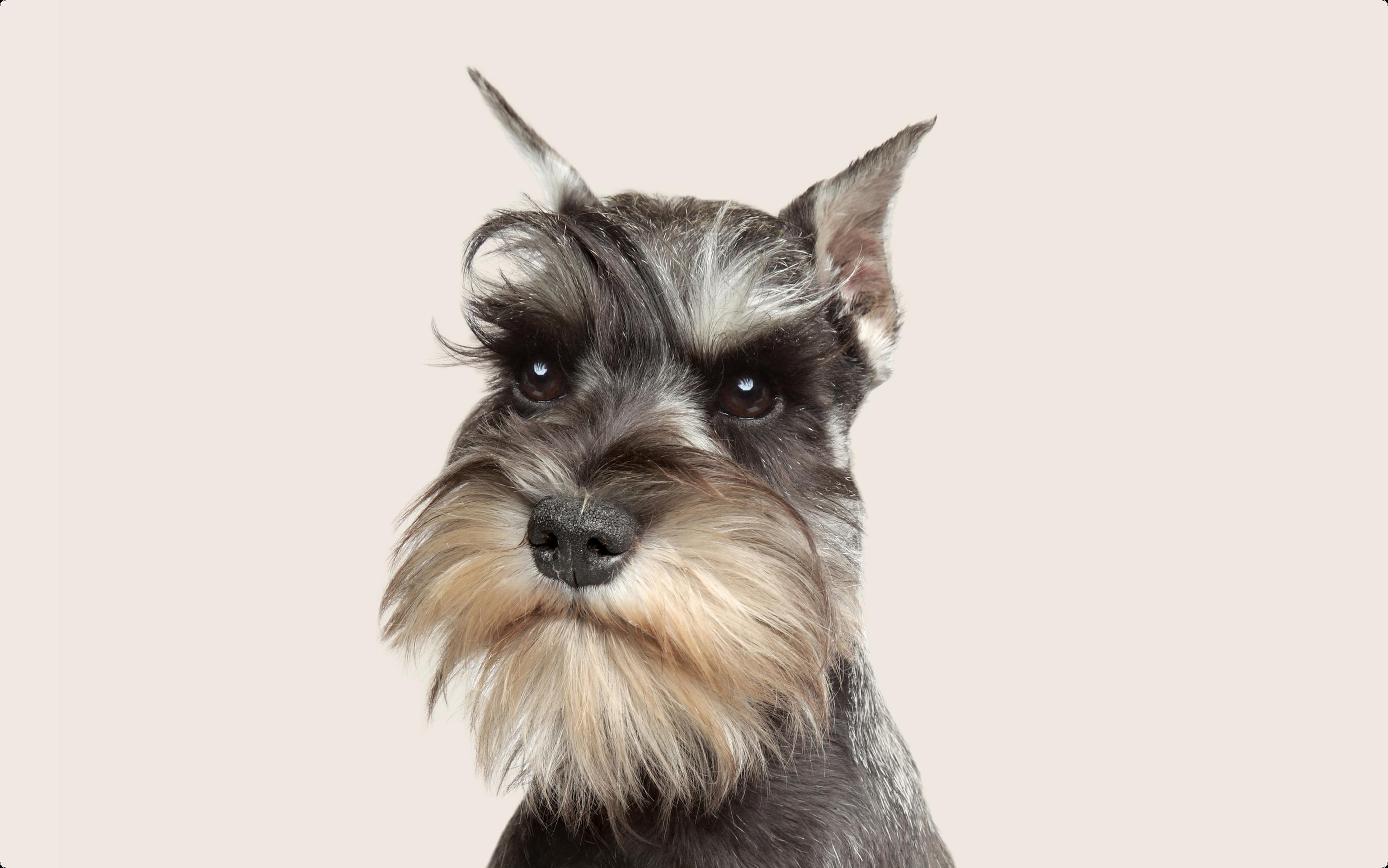 Mini Schnauzer