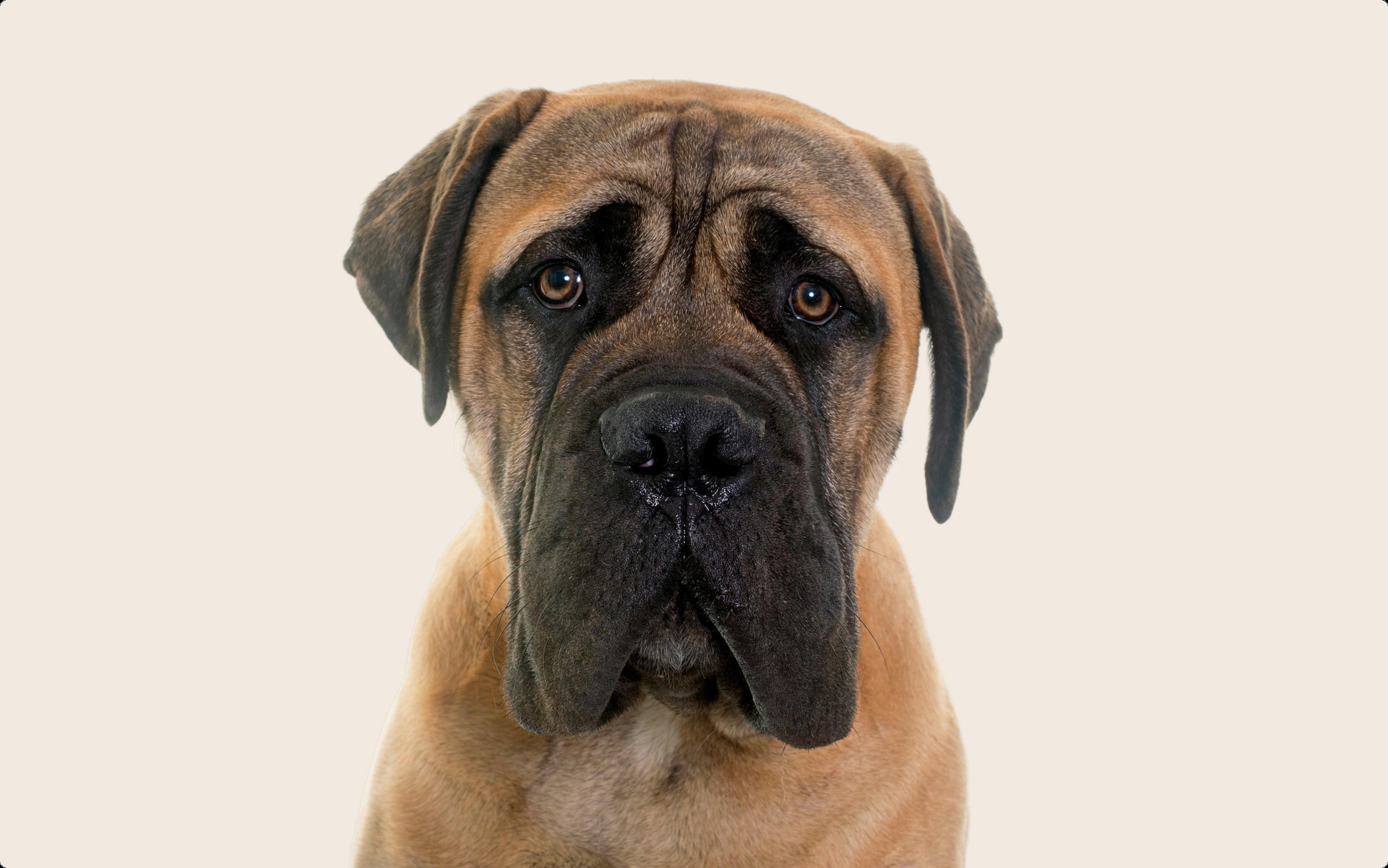 Bullmastiff