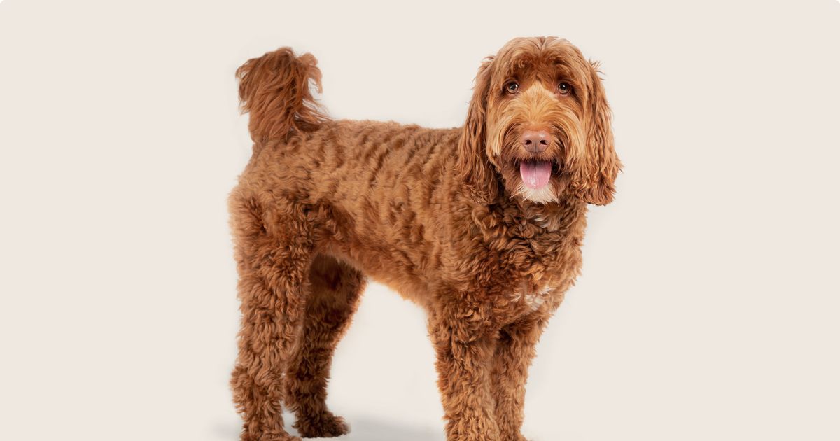 Labradoodle dog breed information cost ManyPets