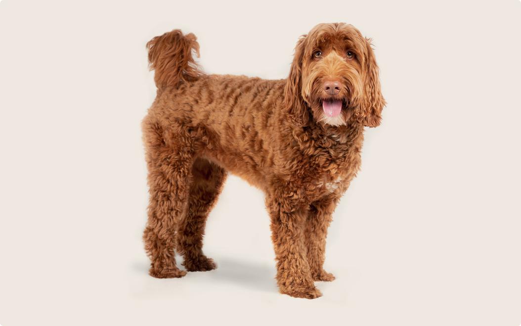 Common health problems with Labradoodles ManyPets