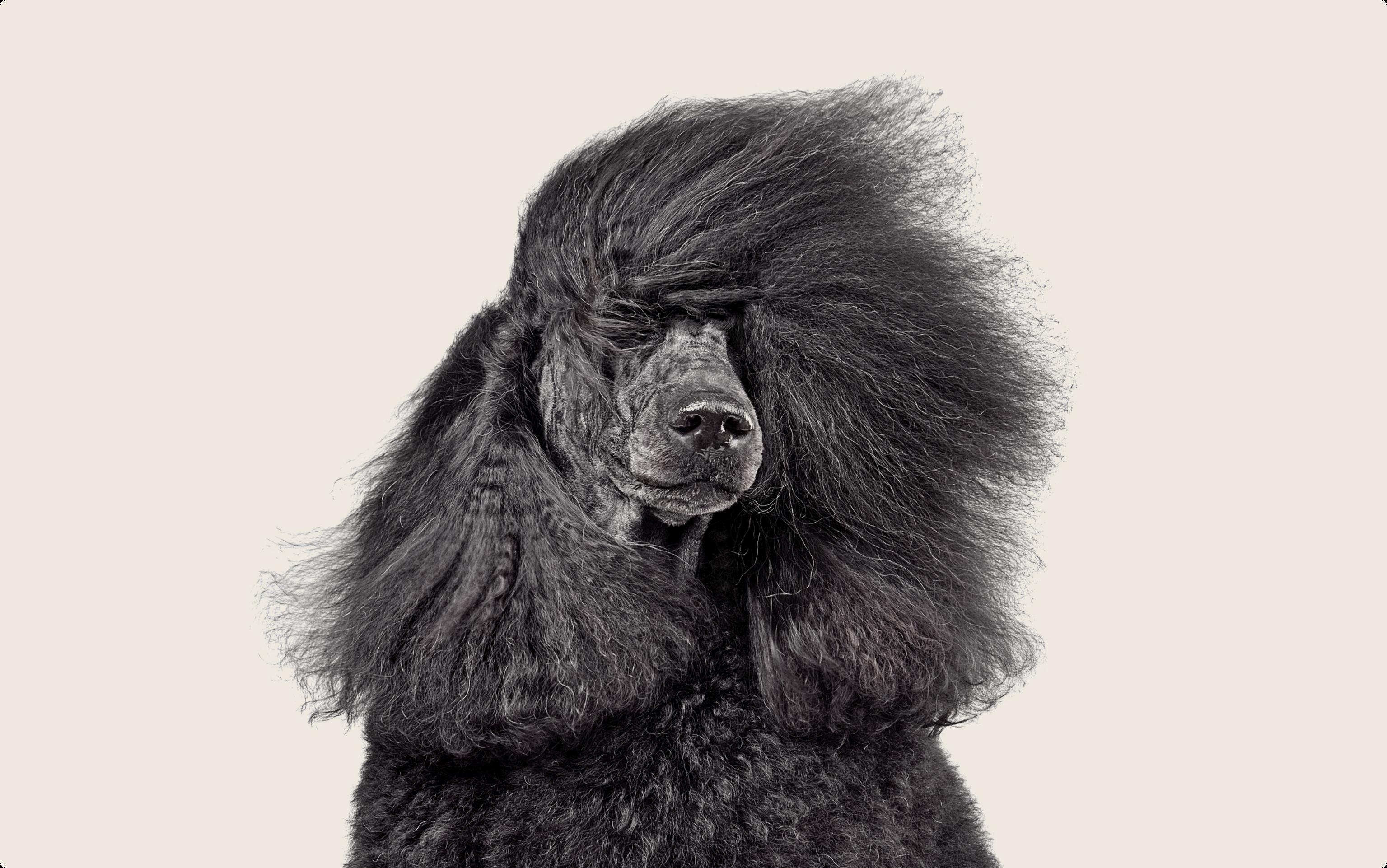 Poodle