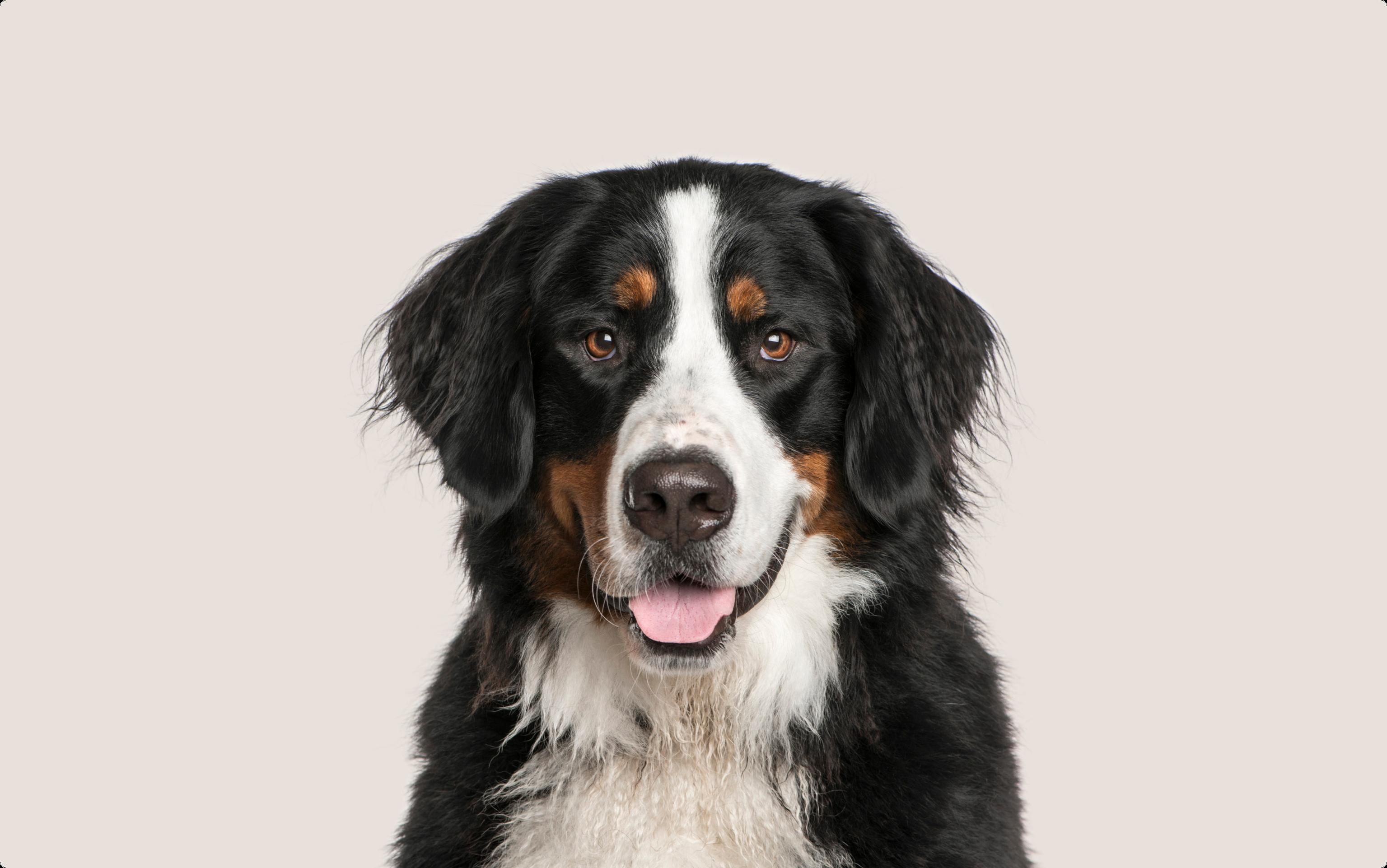 Bernese Mountain Dog