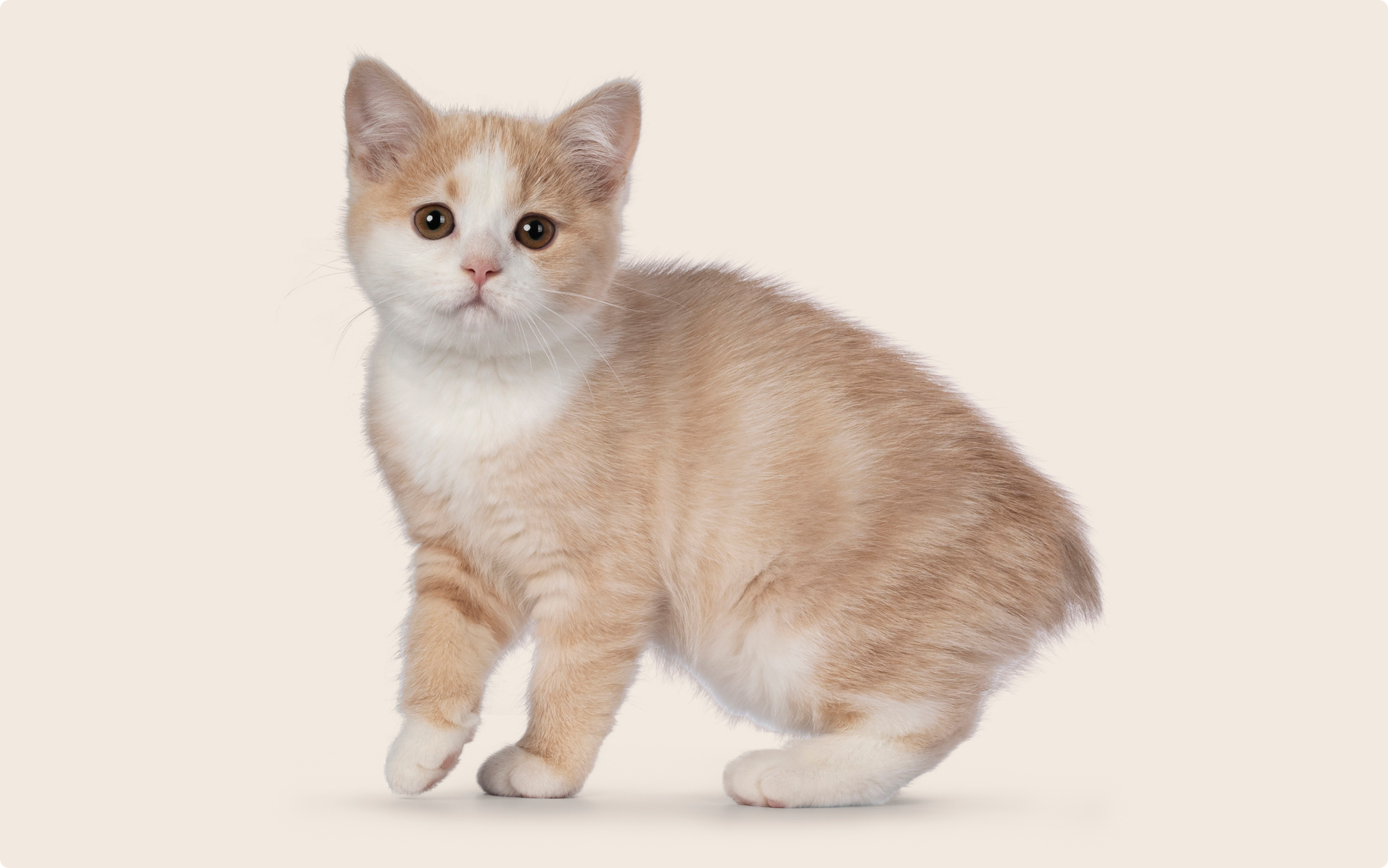 An orange and white Manx kitten on a beige background
