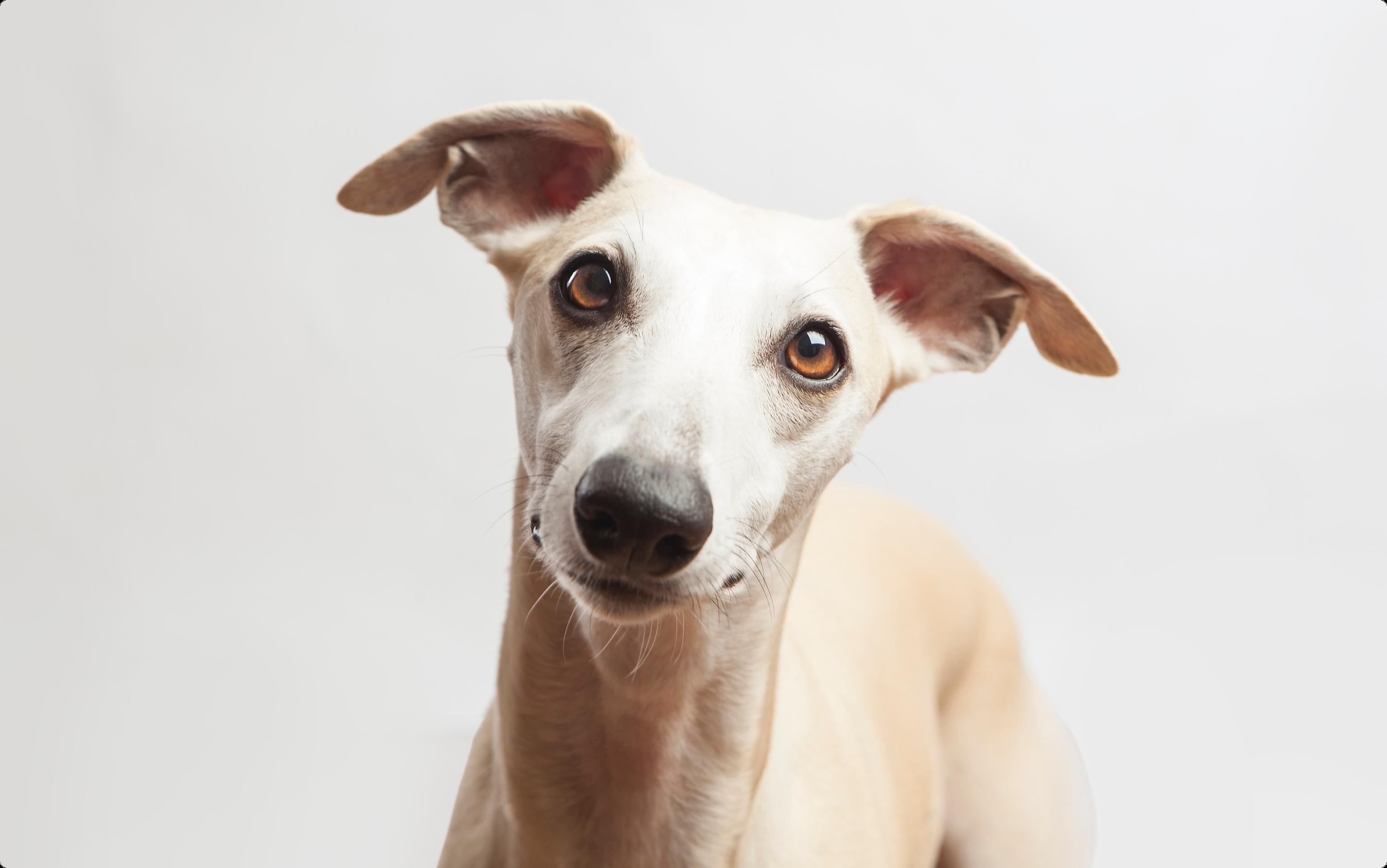 Italian Greyhound