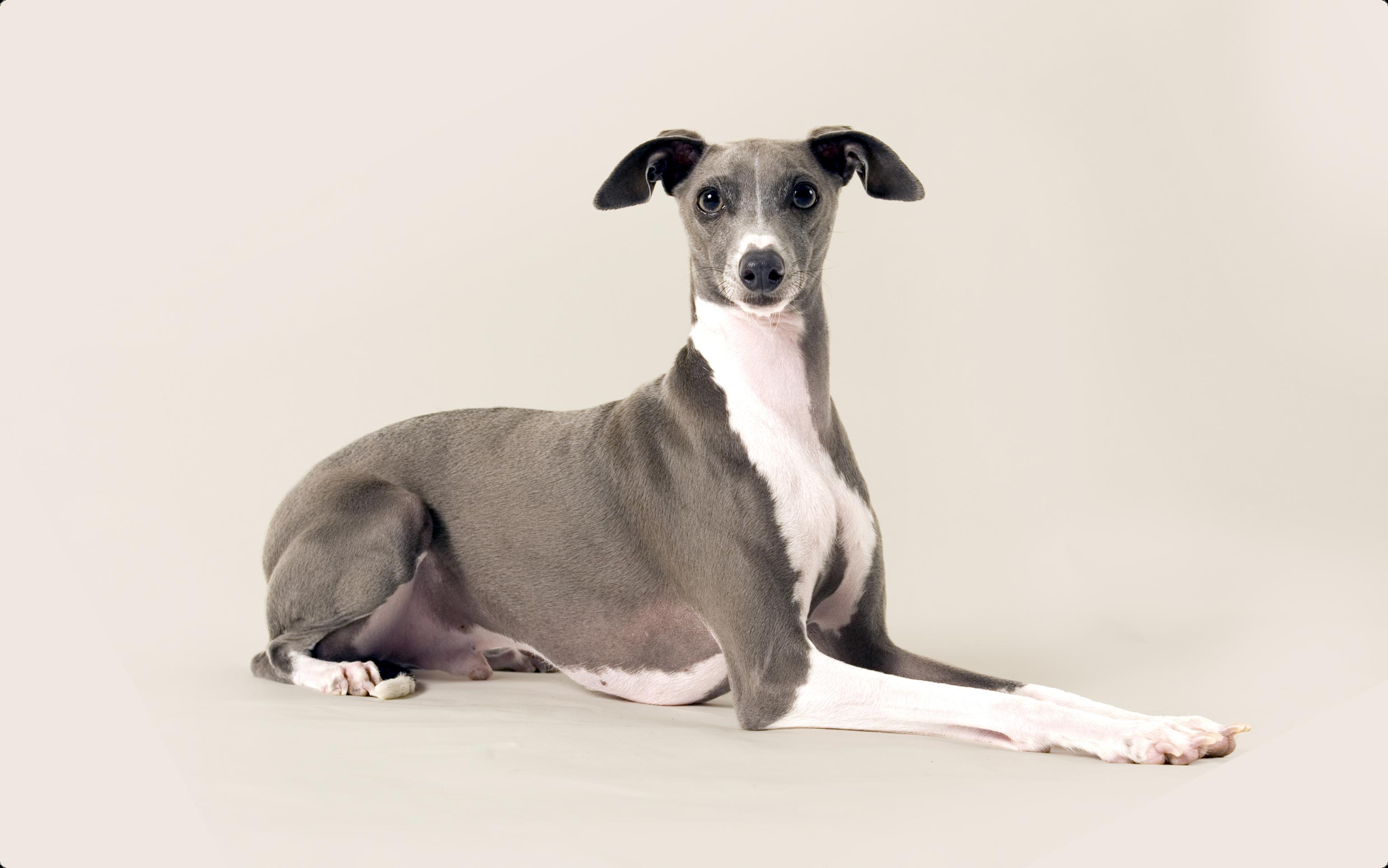 Italian Greyhound