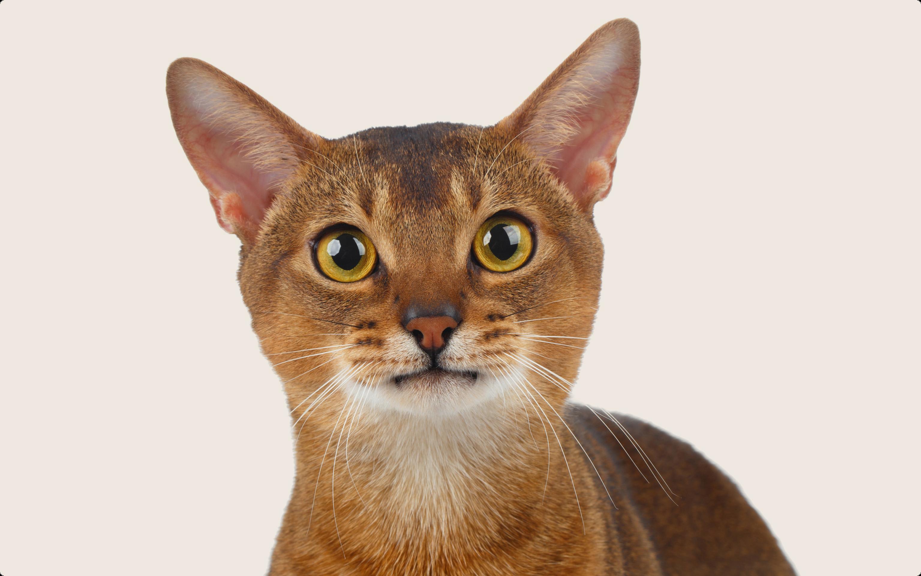 Abyssinian