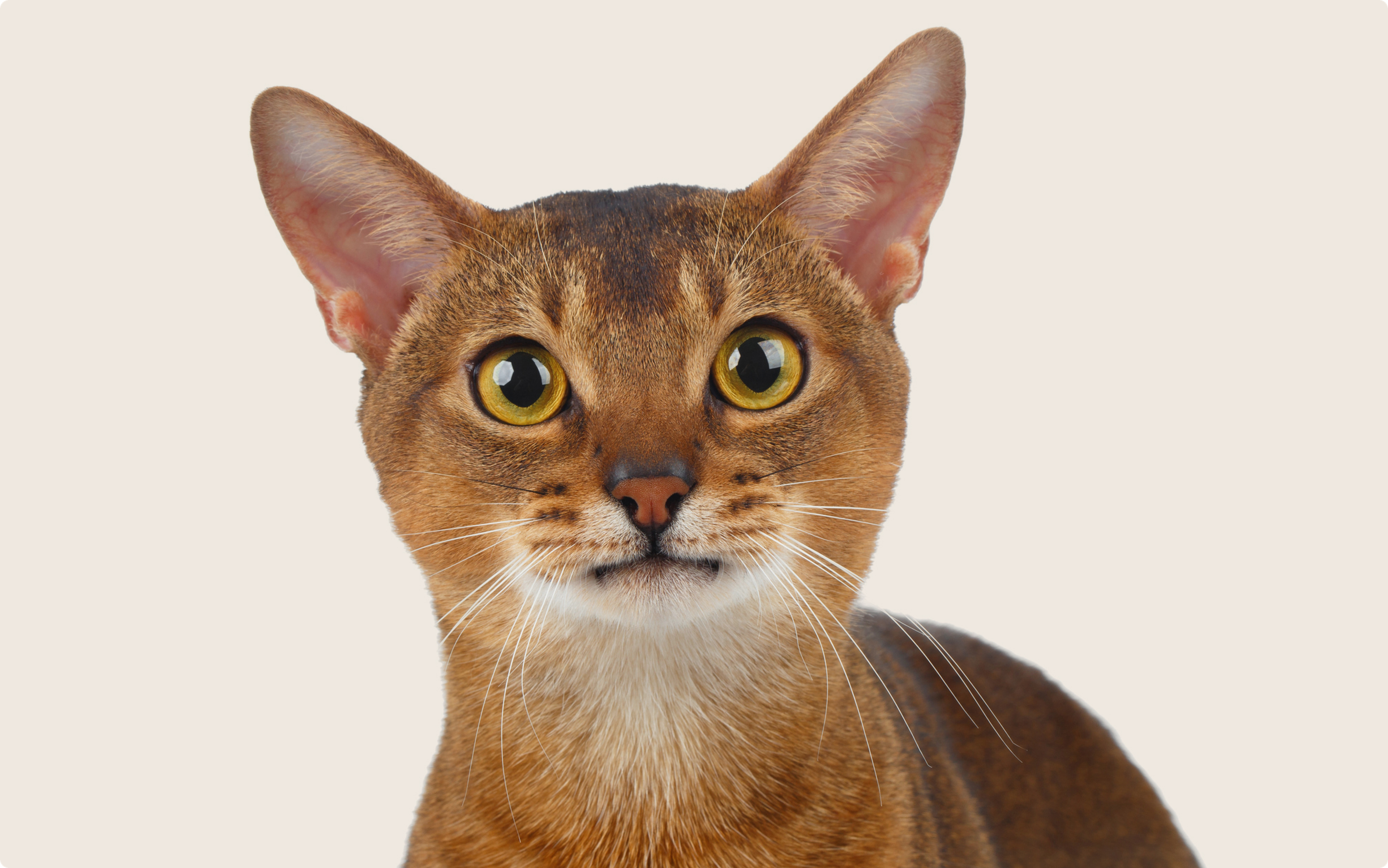 Abyssinian
