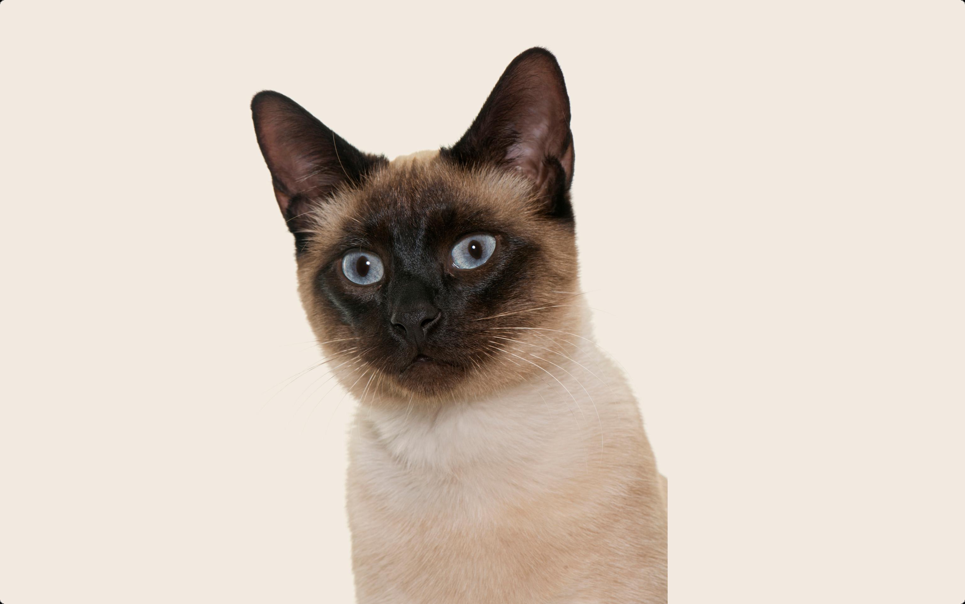 Siamese