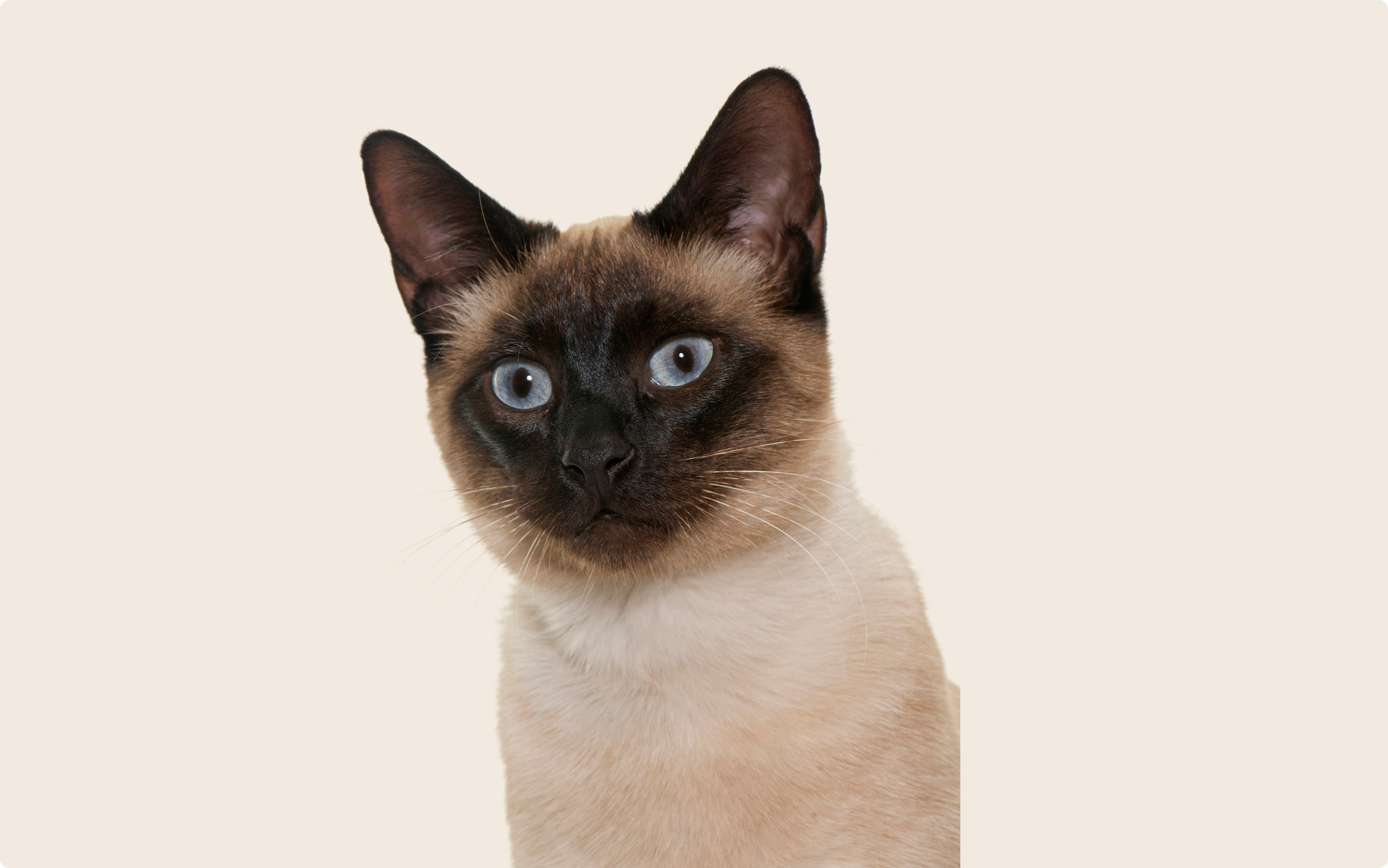 Siamese