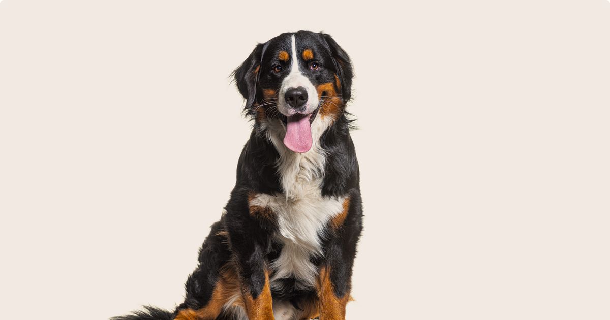 Bernese mountain hot sale dog heat