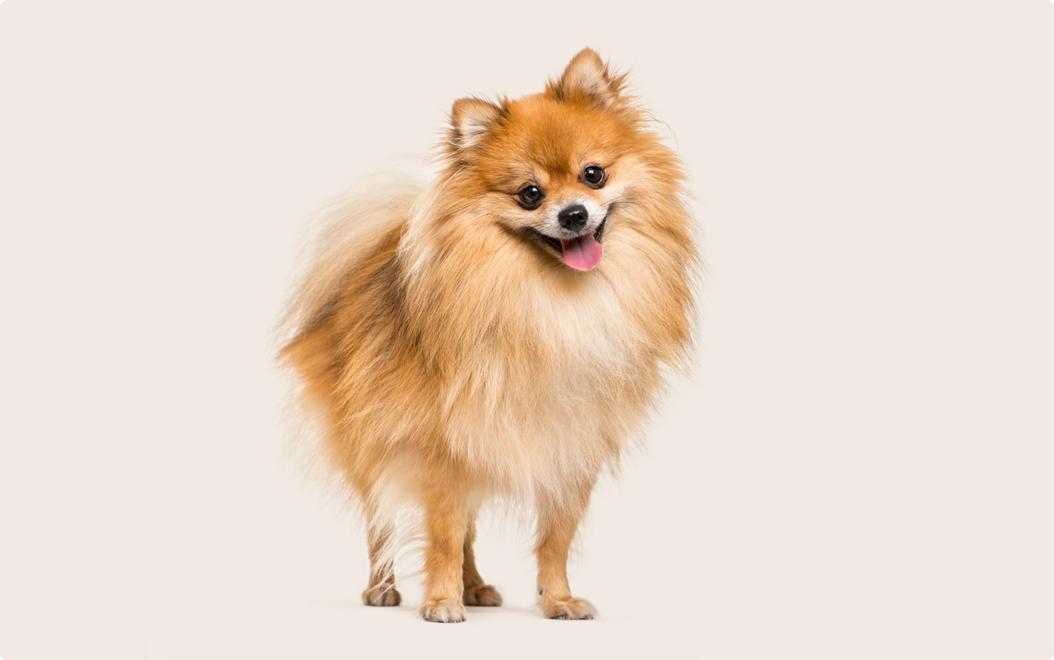 pomeranian