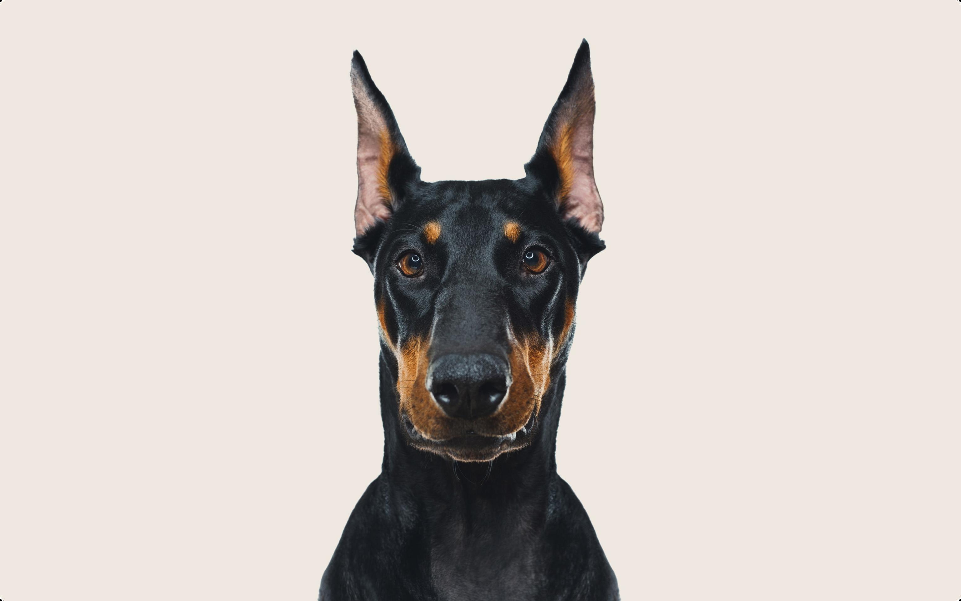 A black Doberman Pinscher with tall pointed ears and intense brown eyes, set against a plain beige background.