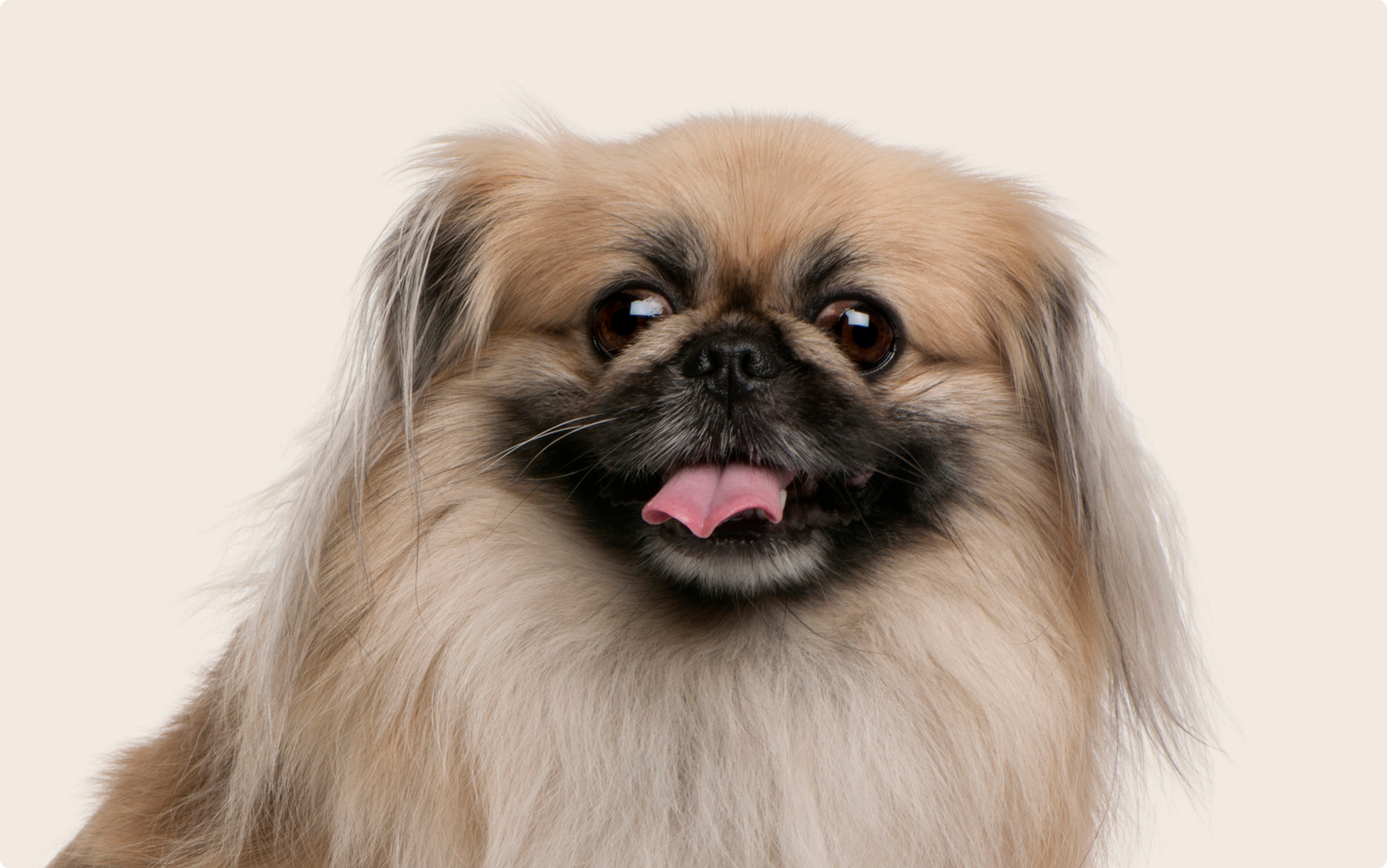 Pekingese