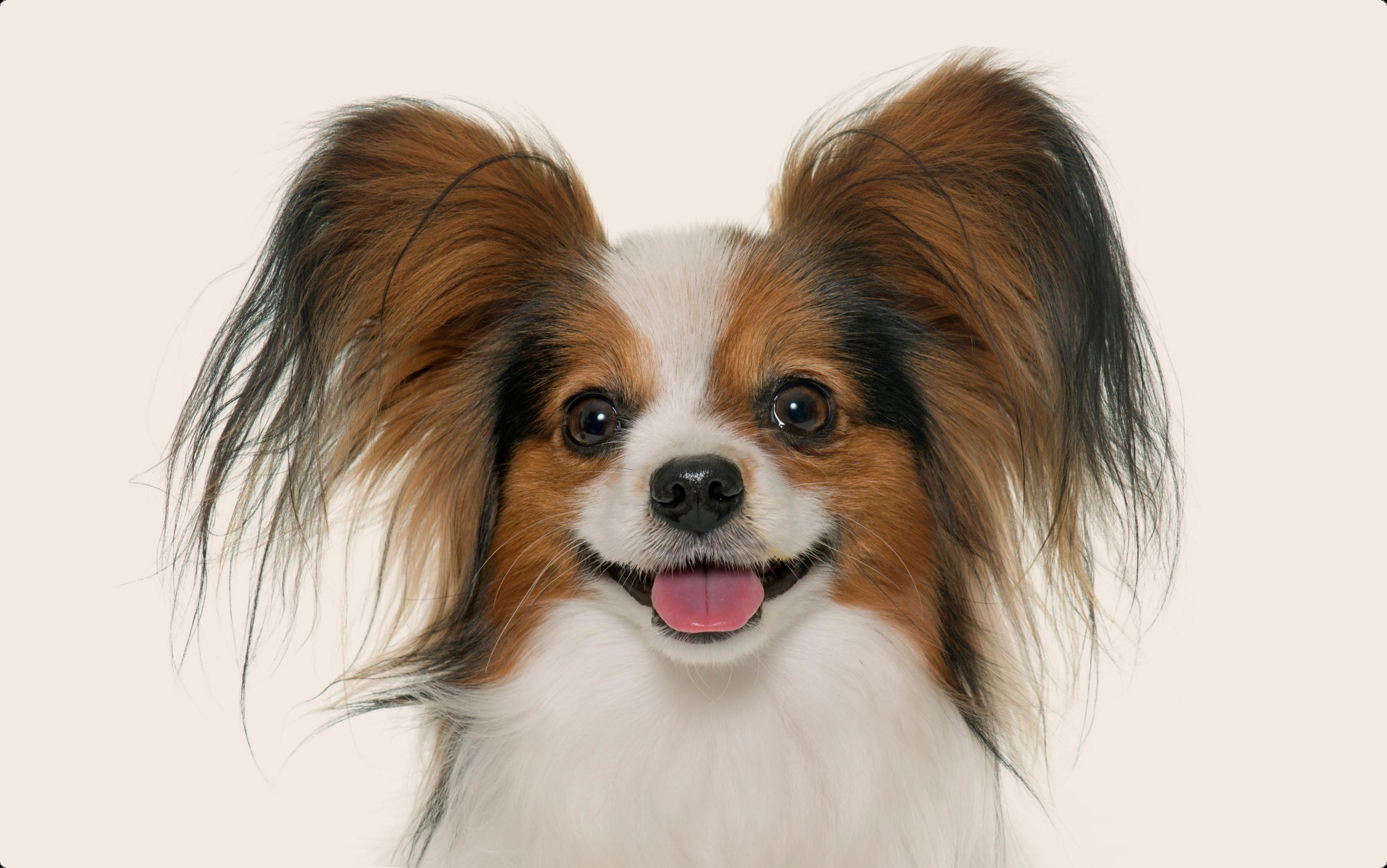 Papillon