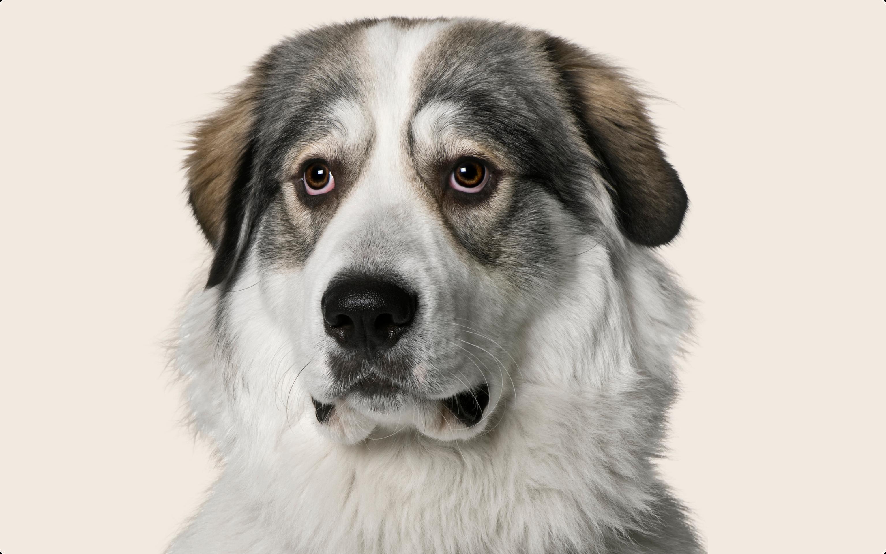 A close-up of a Great Pyrenees on a beige background