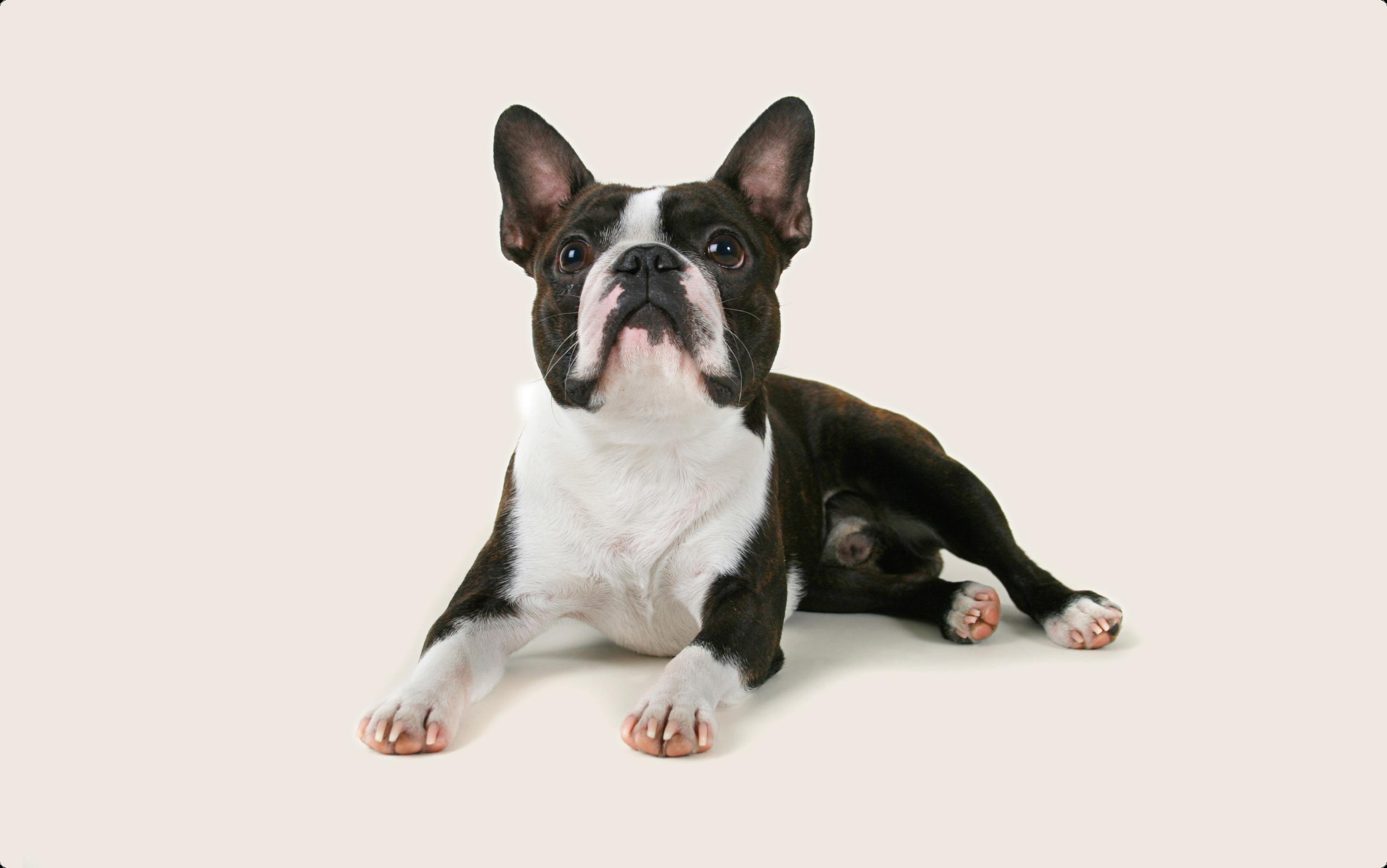 Boston Terrier