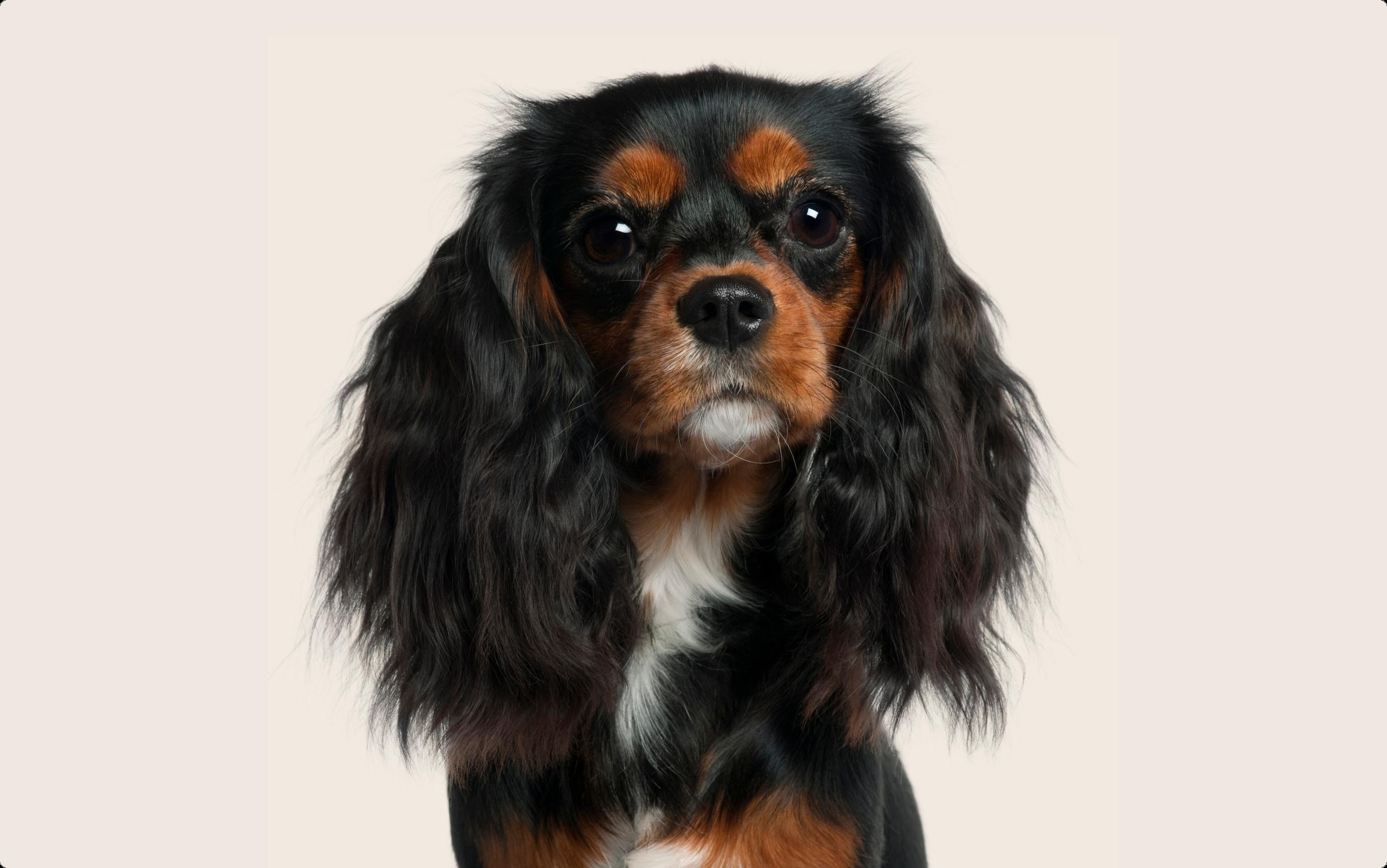 Black-and-brown Cavalier King Charles Spaniel  looking into the camera on a beige background