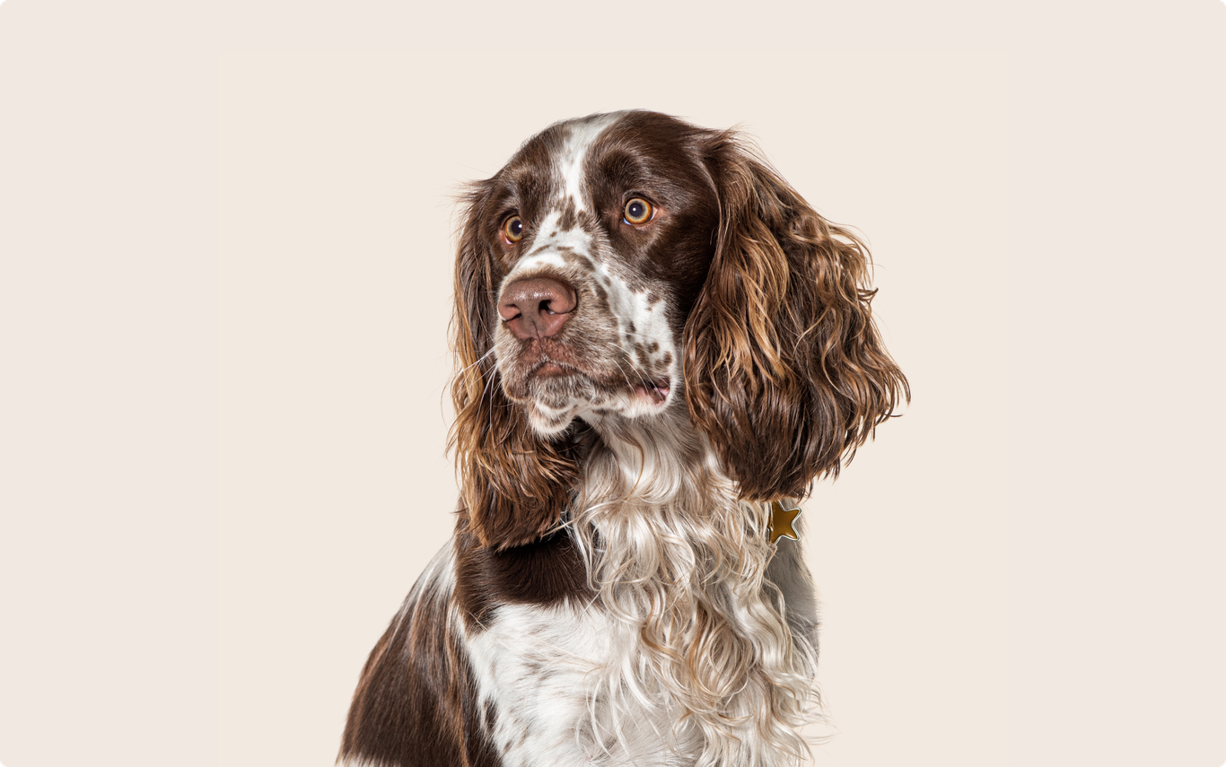 English springer spaniel insurance ManyPets