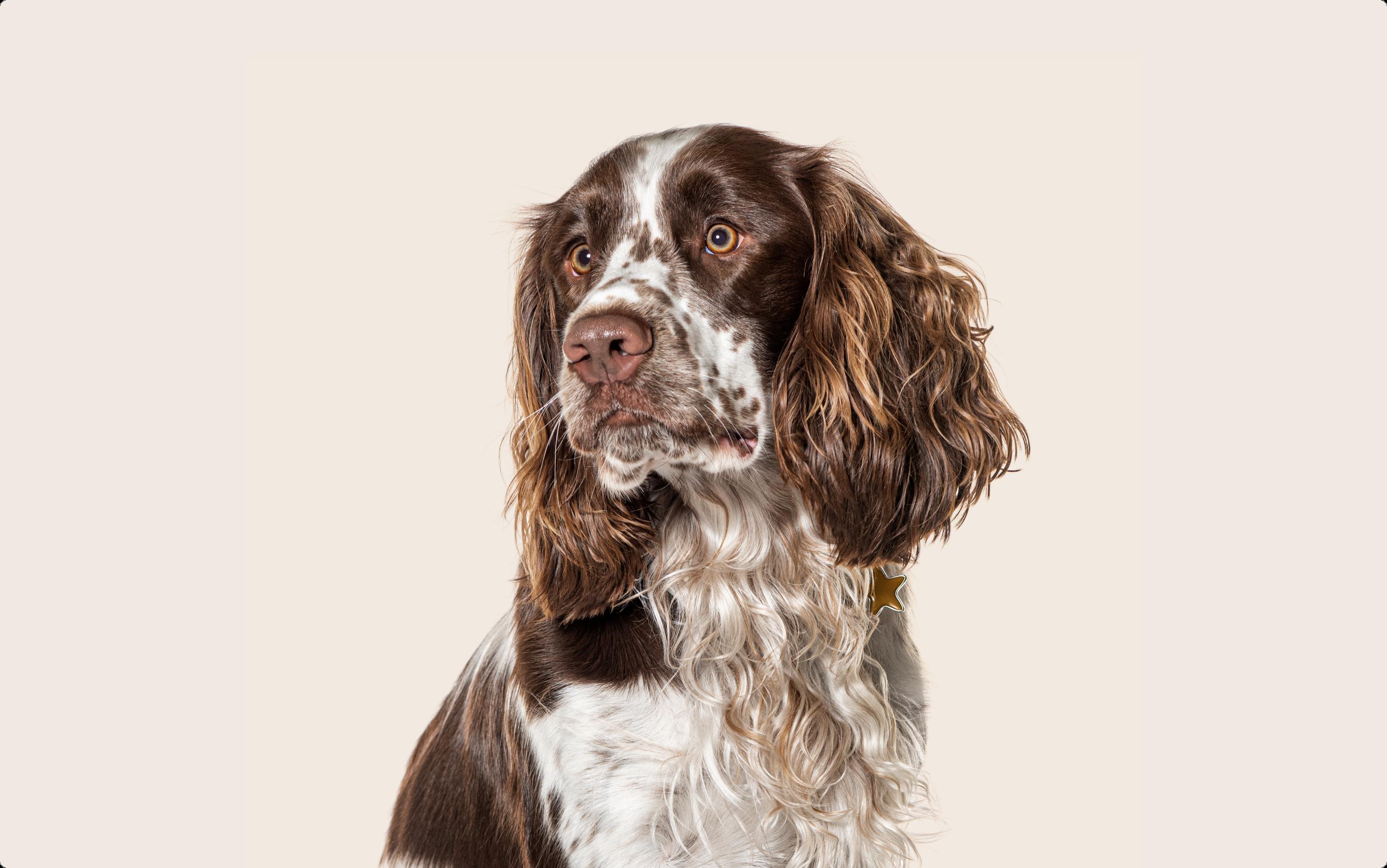English Springer Spaniel