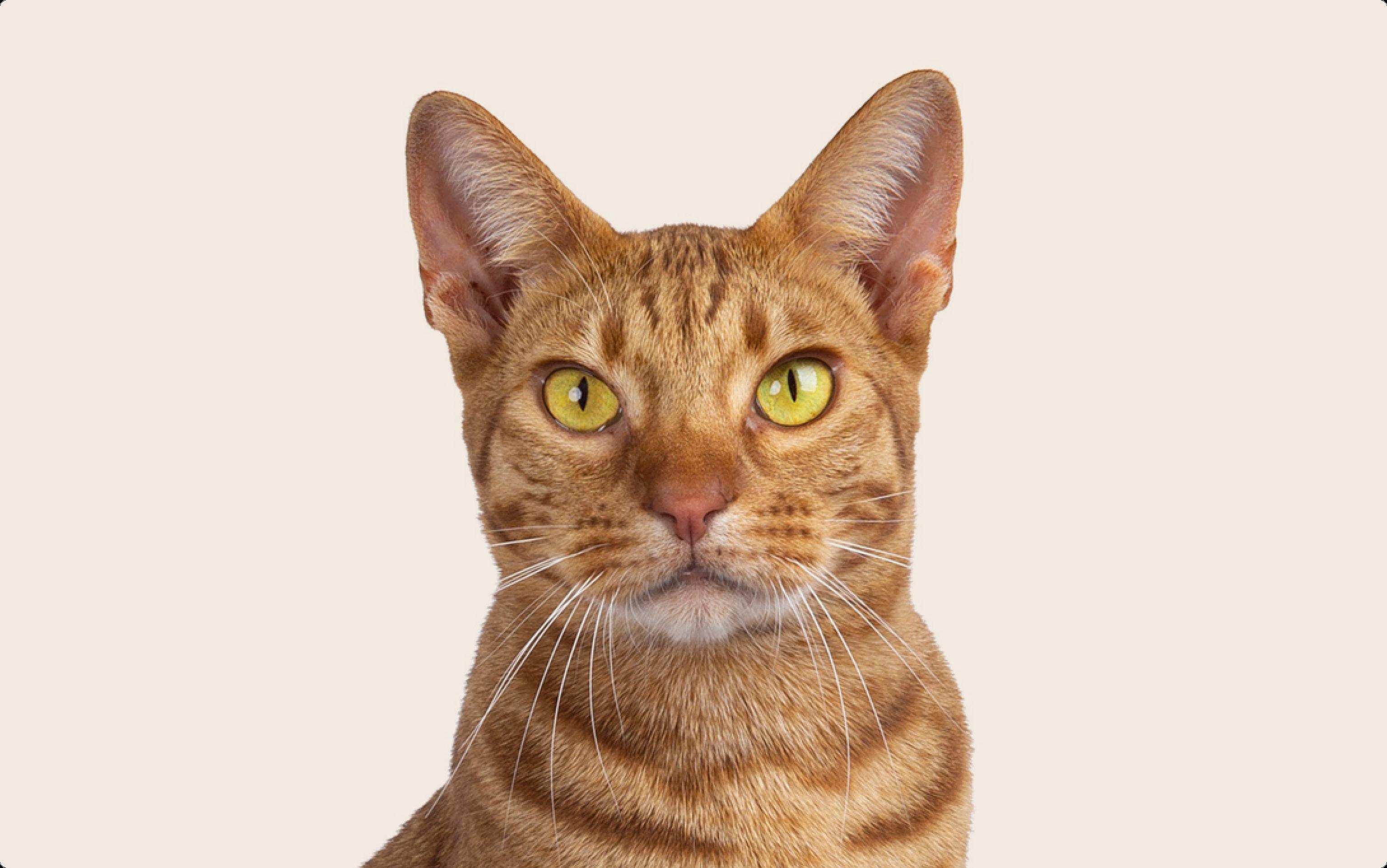 Close up of an Ocicat cat with yellow eyes