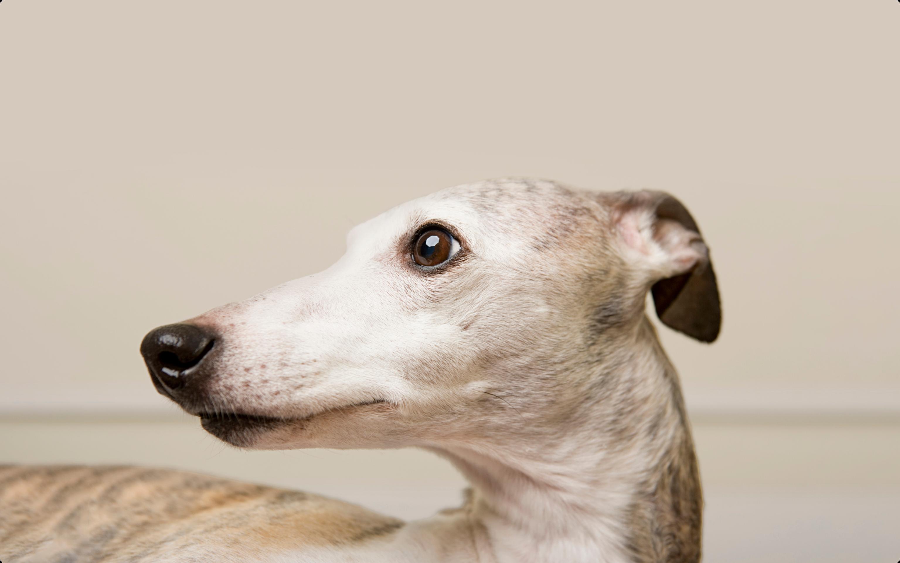 Whippet