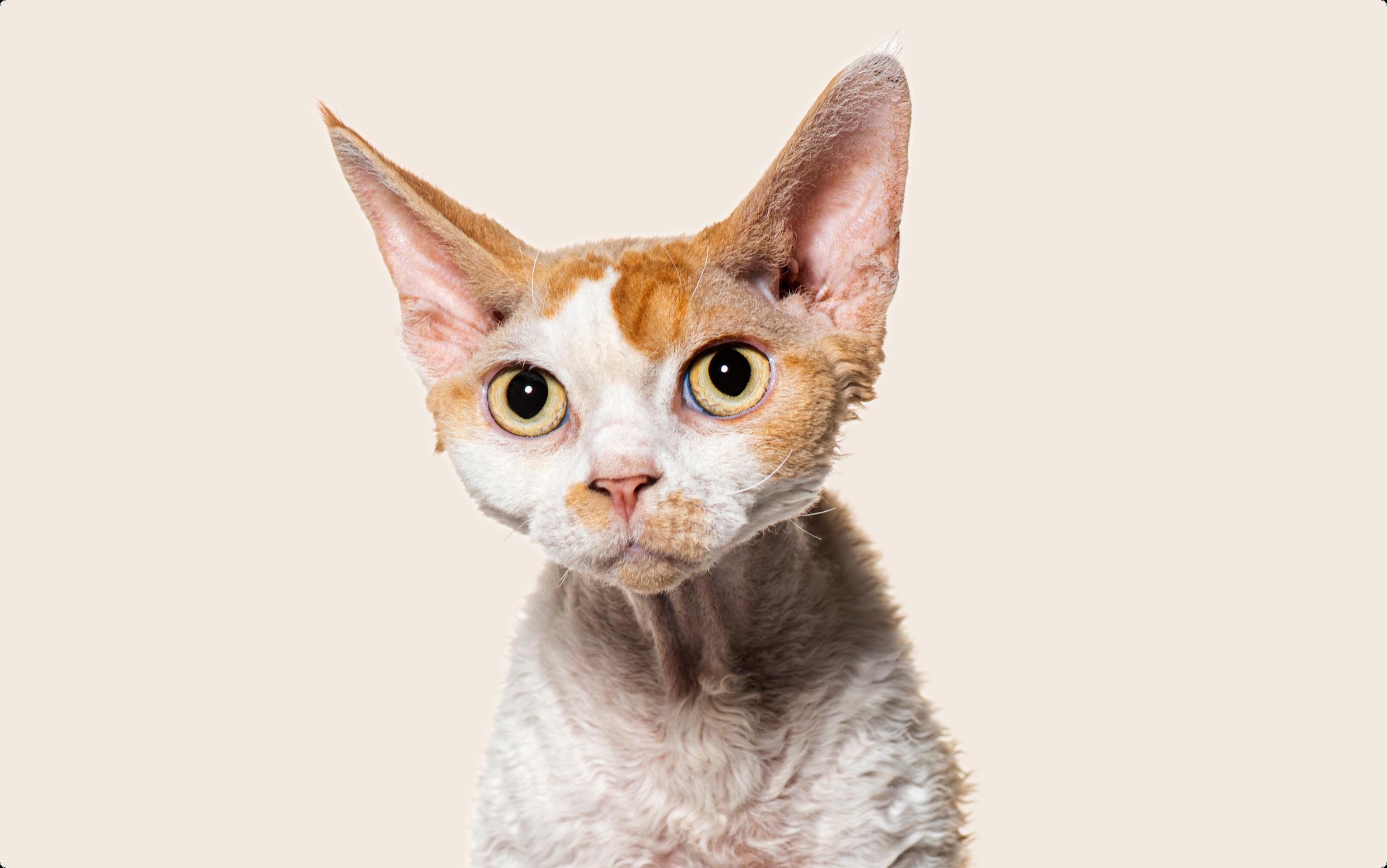 Close up of an orange and white Devon Rex cat with yellow eyes, on a beige background