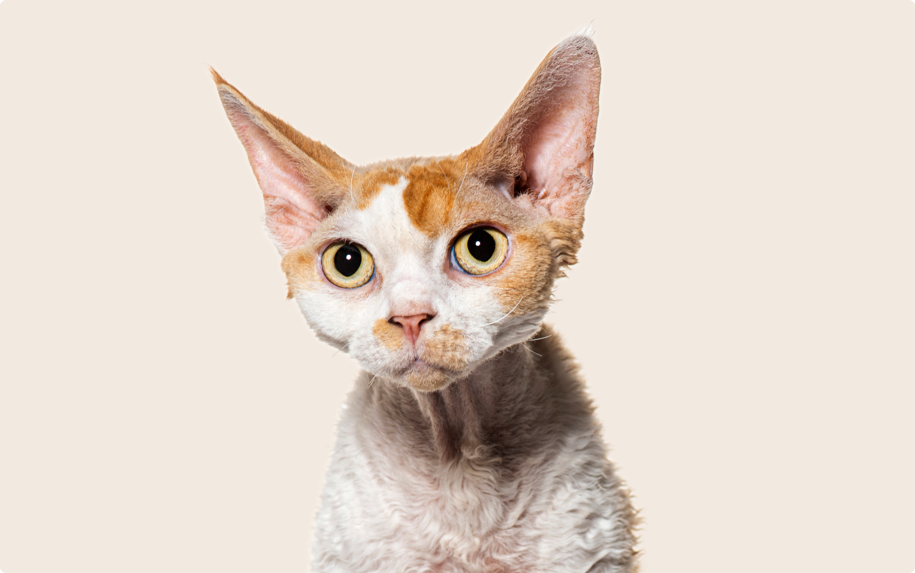 Close up of an orange and white Devon Rex cat with yellow eyes, on a beige background