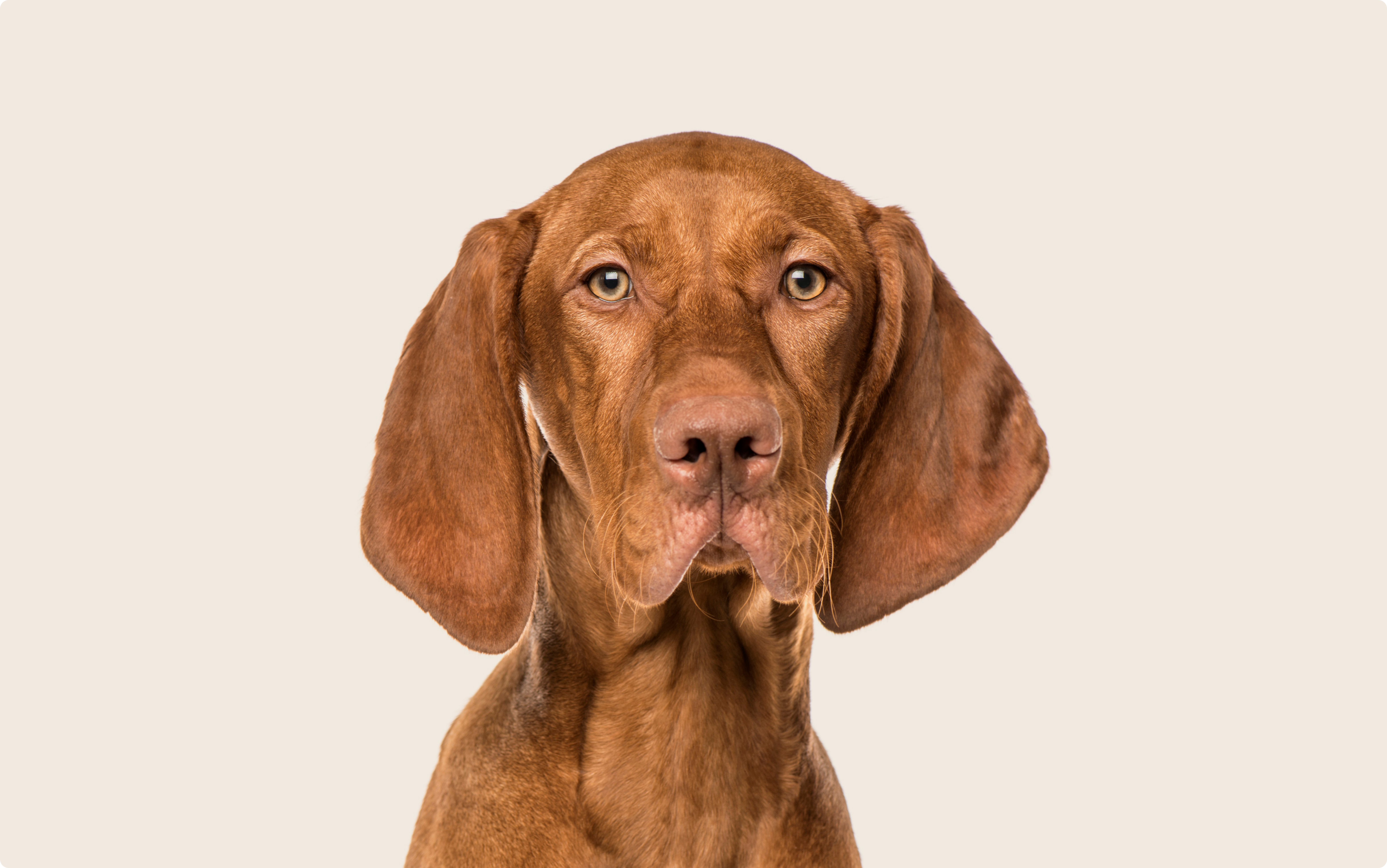 Top hot weather dog breeds Factory Sale Black Friday