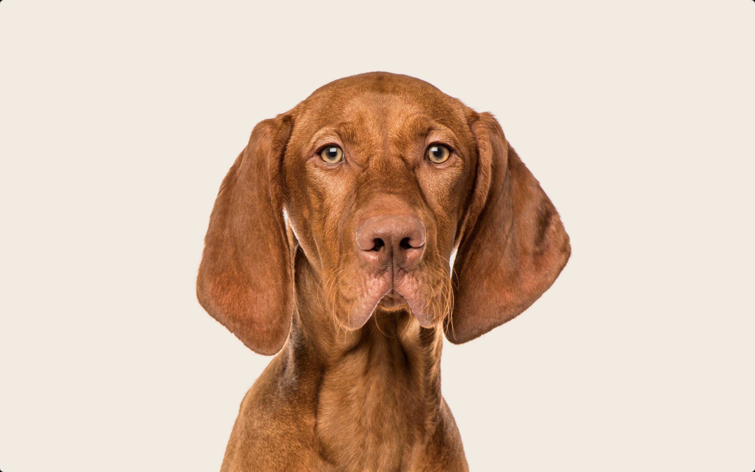 Vizsla