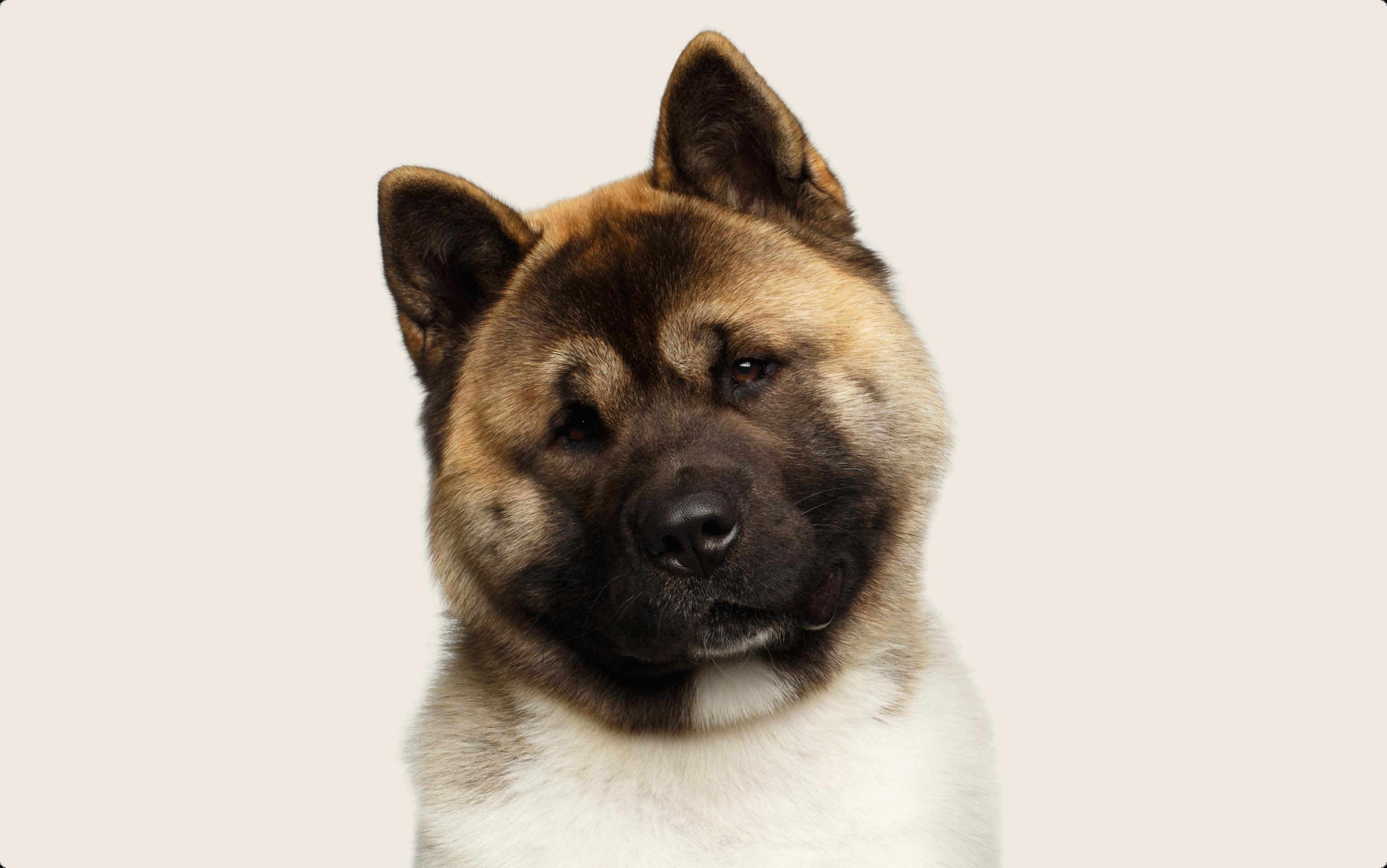 A closeup photo of a brown and white Akita dog on a beige background