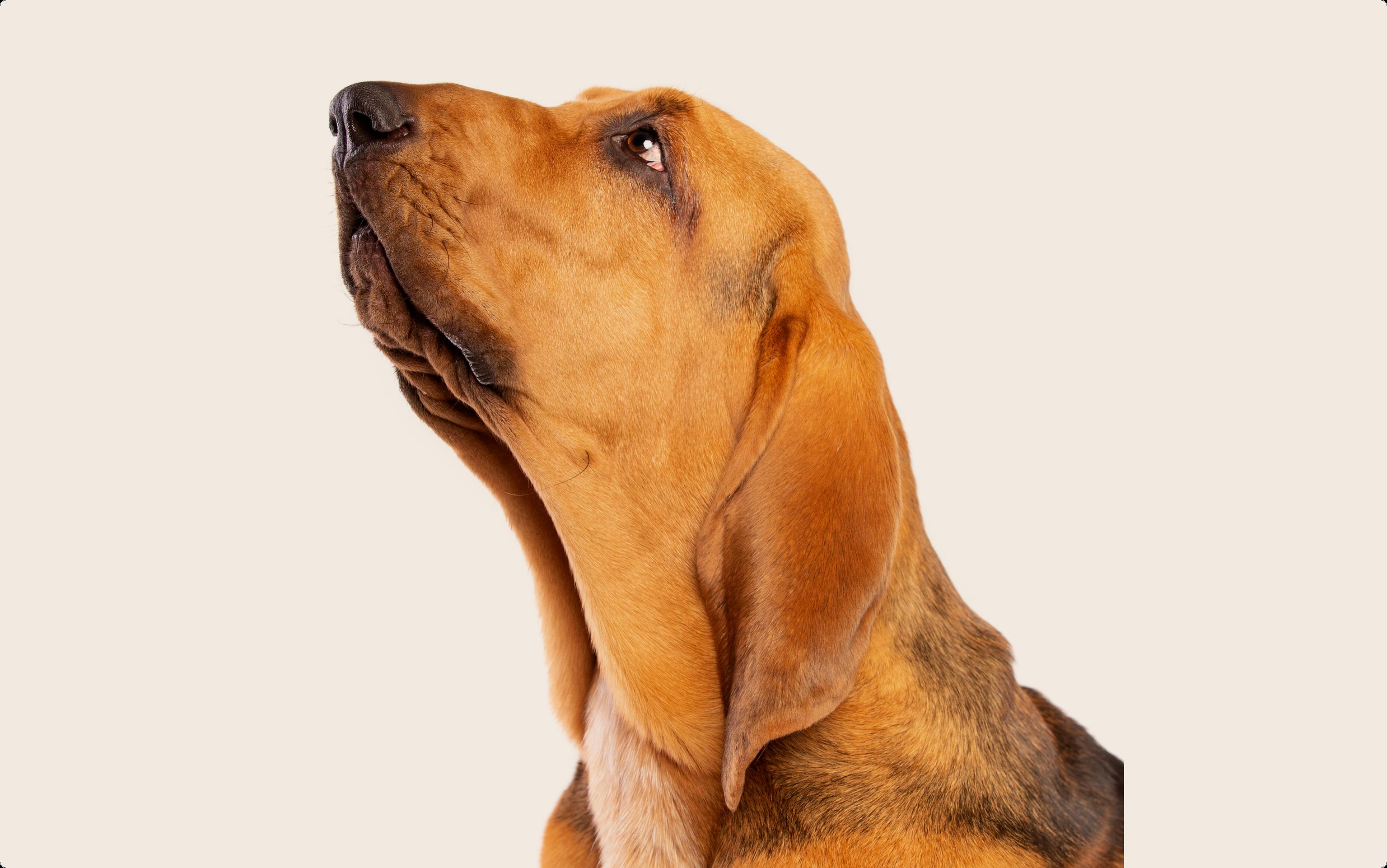 The profile of a bloodhound dog looking up, on a beige background