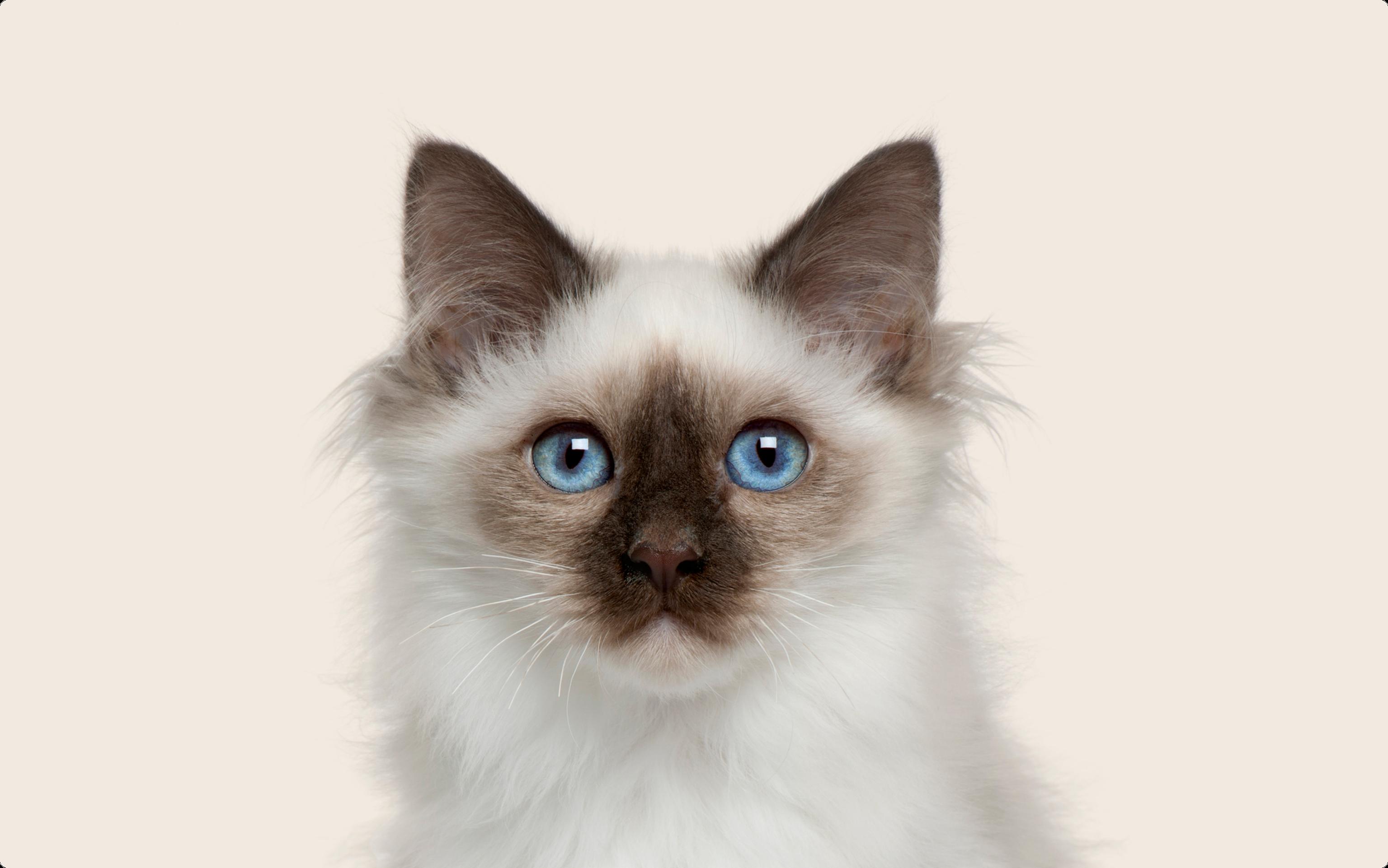 Birman Cat on beige background